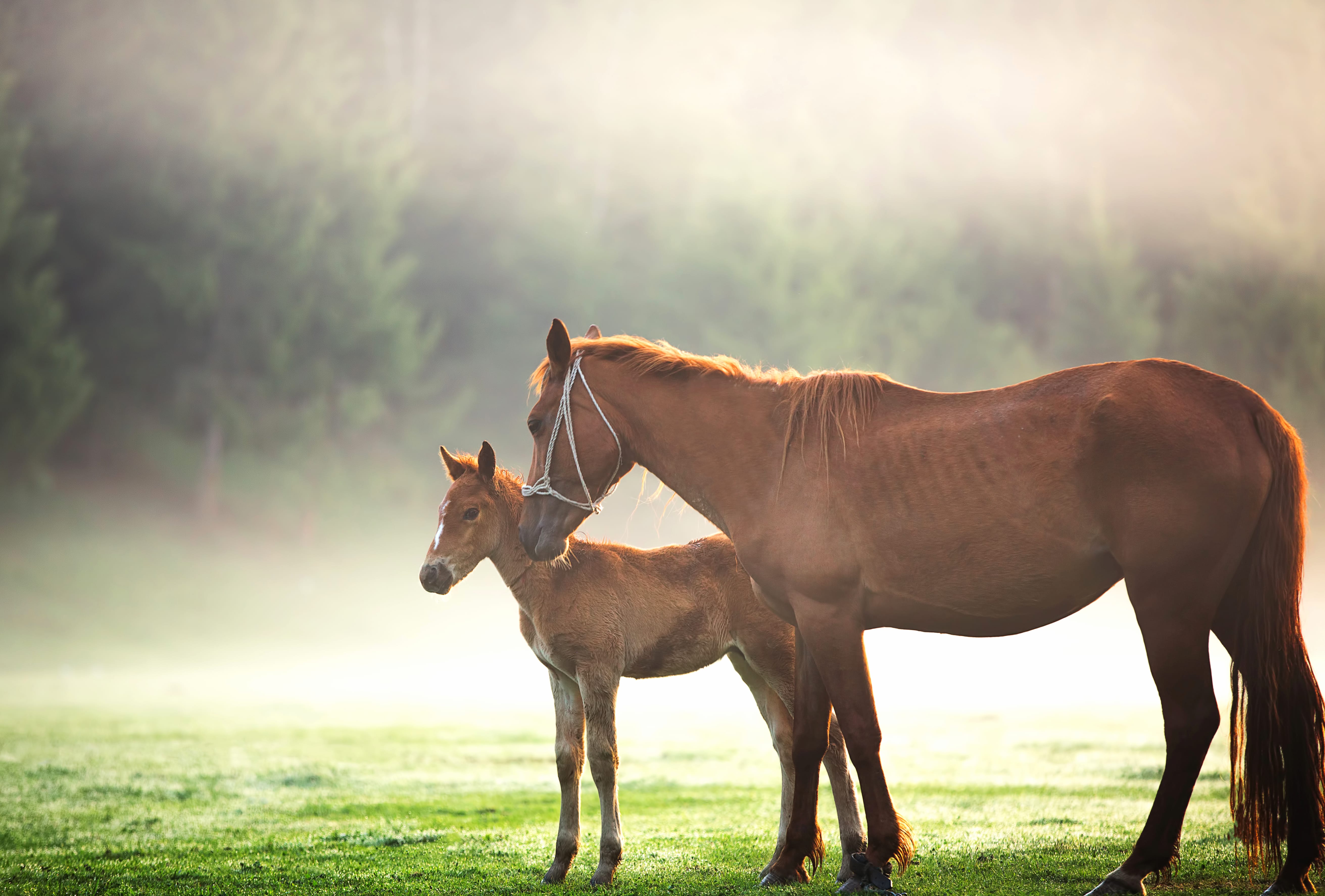 Serene Dawn with Foal - wallpapers HD quality