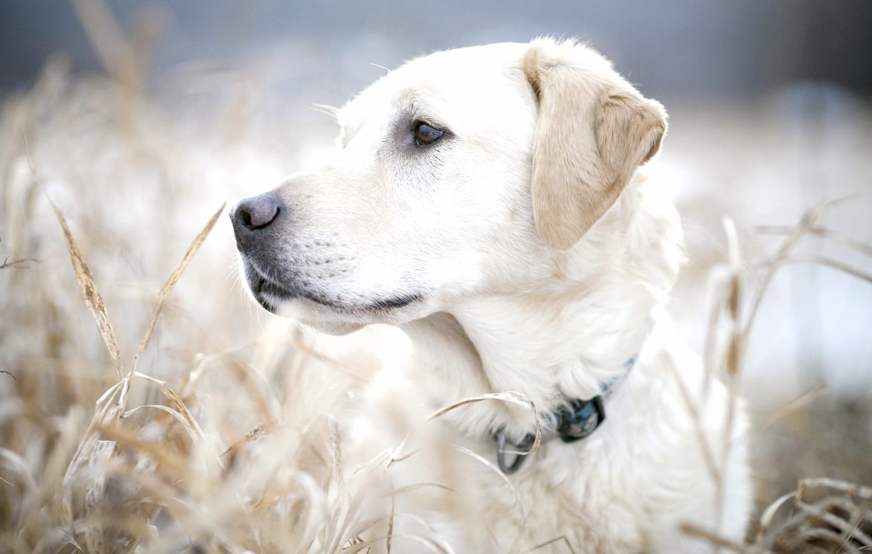 Serene Dog in Nature - wallpapers HD quality