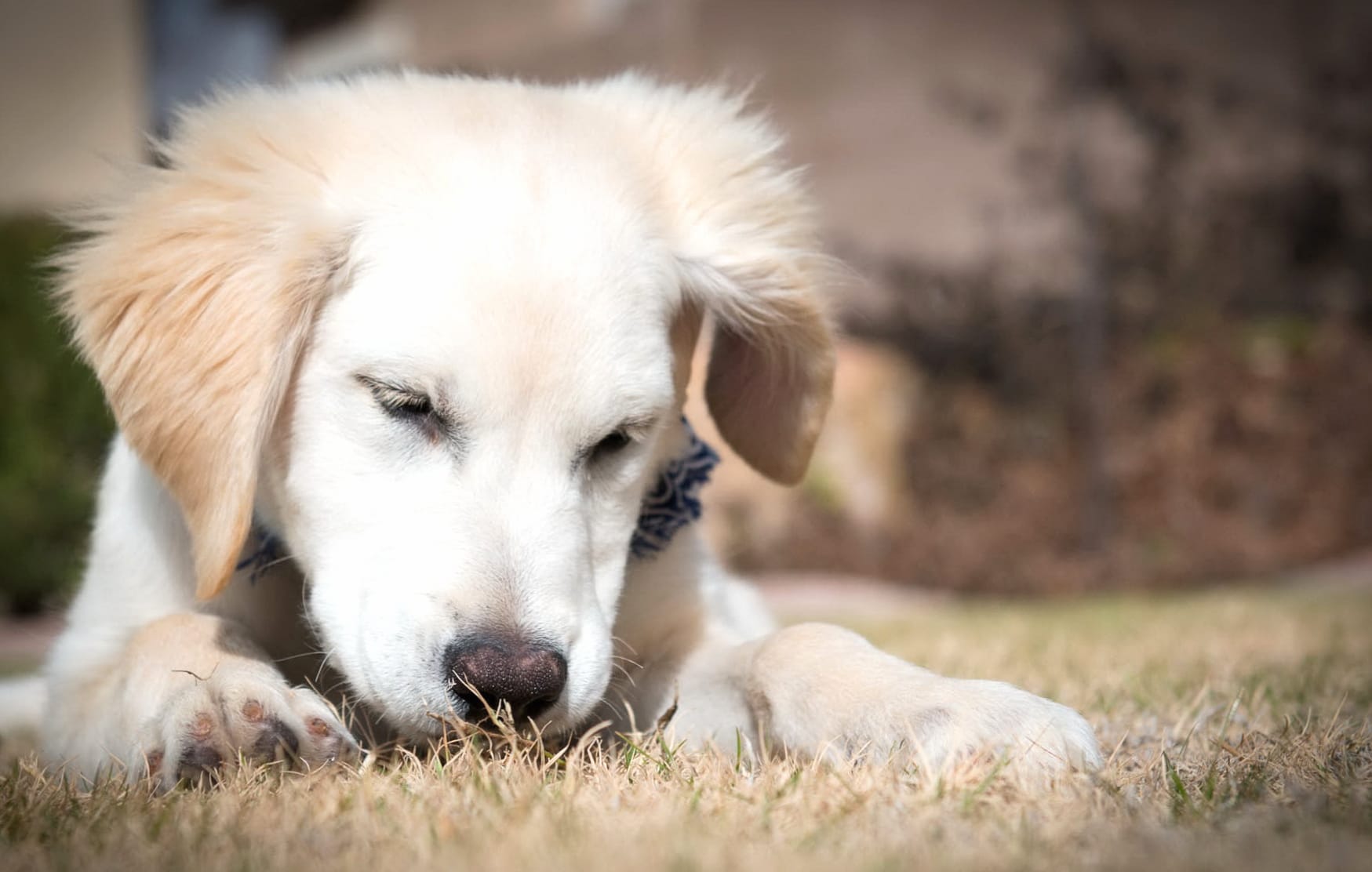 Serene Dog Moments of a Playful Pup wallpapers HD quality