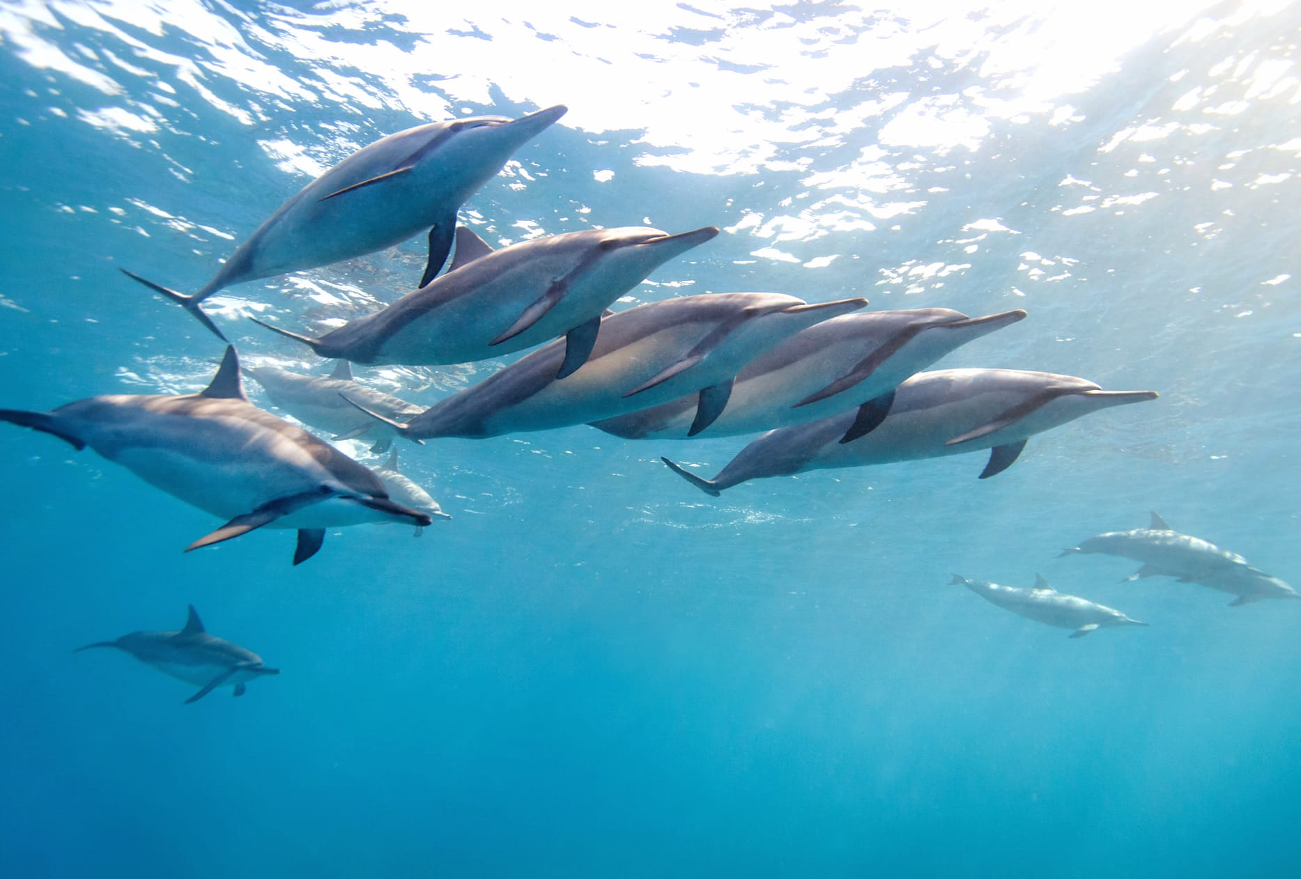 Serene Dolphin School Stunning wallpapers HD quality