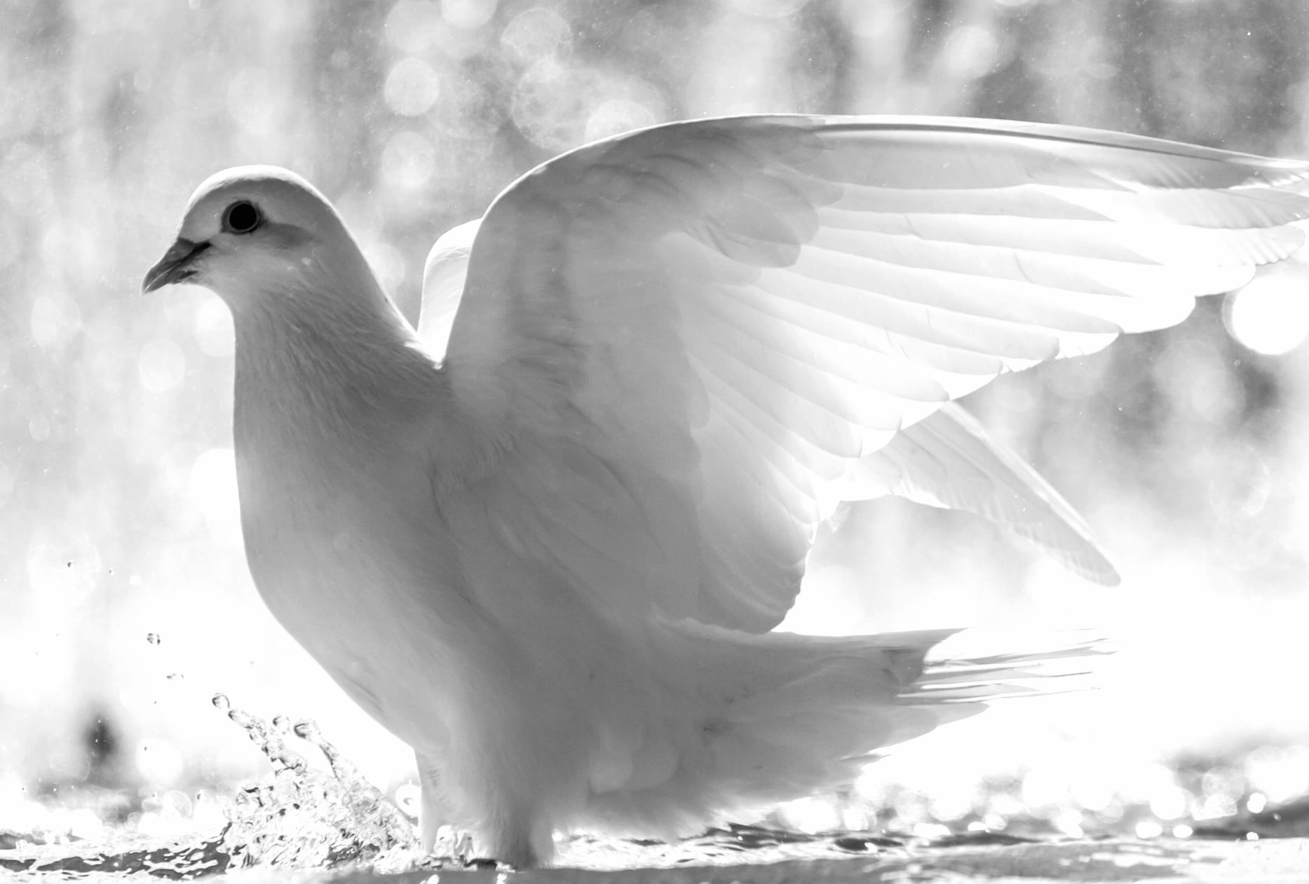 Serene Dove in Flight - at 1152 x 864 size wallpapers HD quality