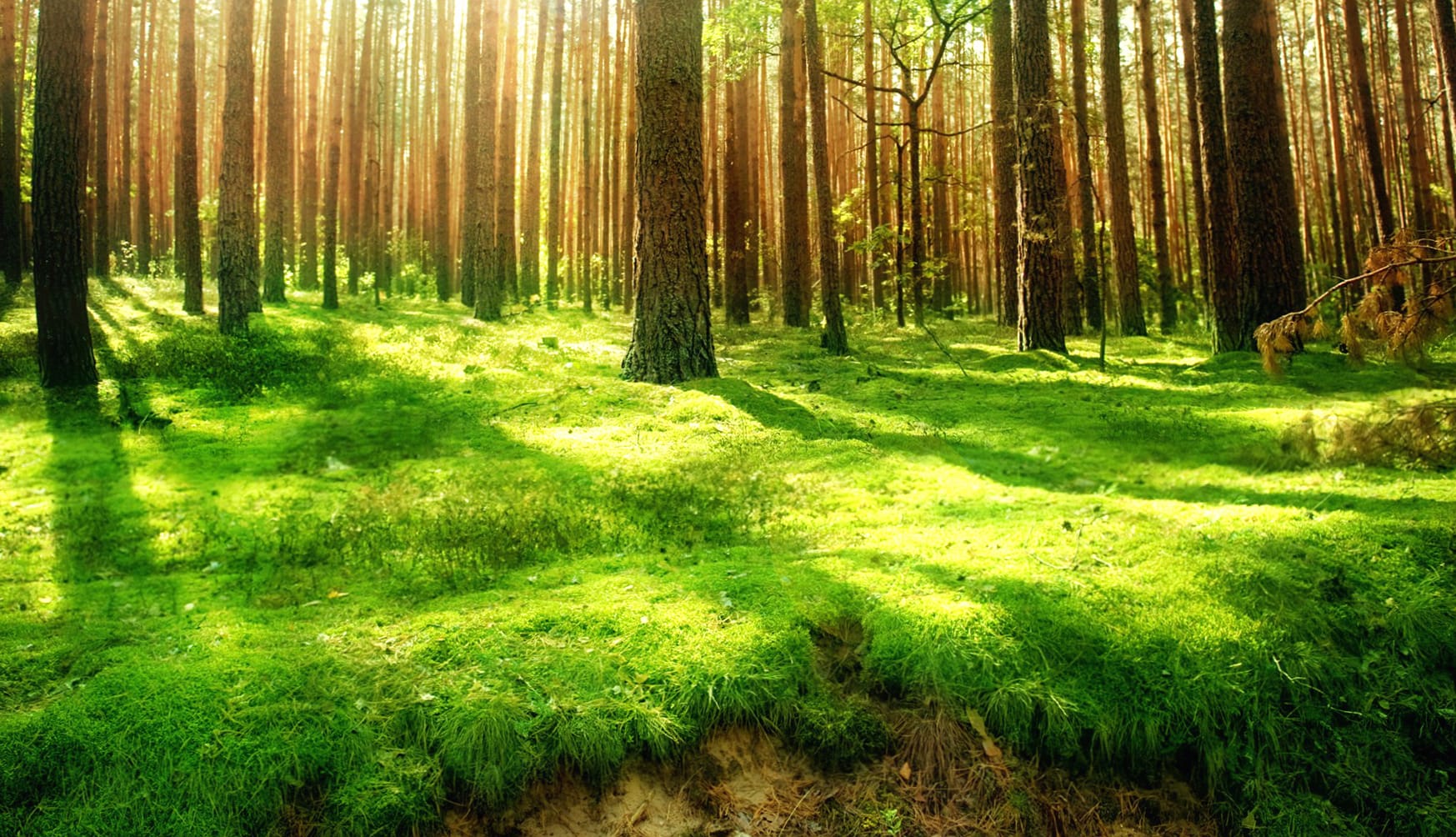 Serene Forest Bliss - wallpapers HD quality