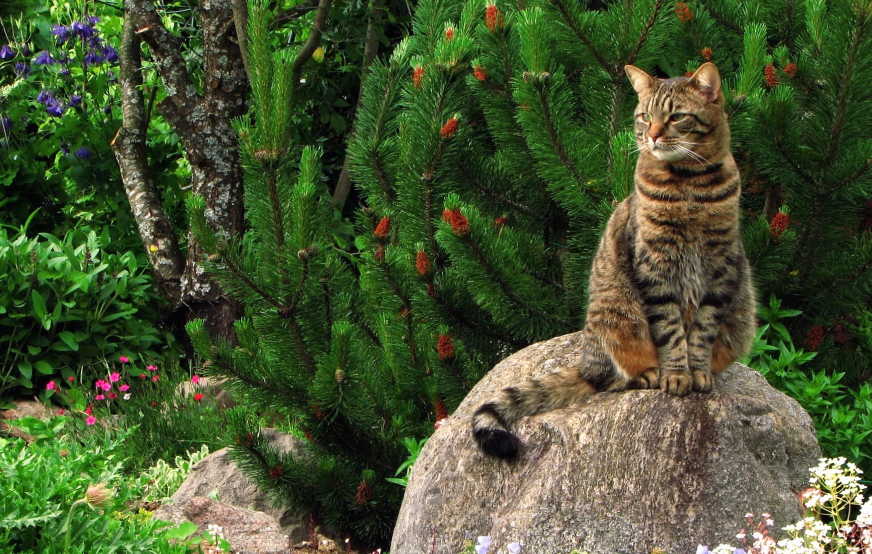 Serene Garden Cat wallpapers HD Serene Garden Cat wallpapers HD quality