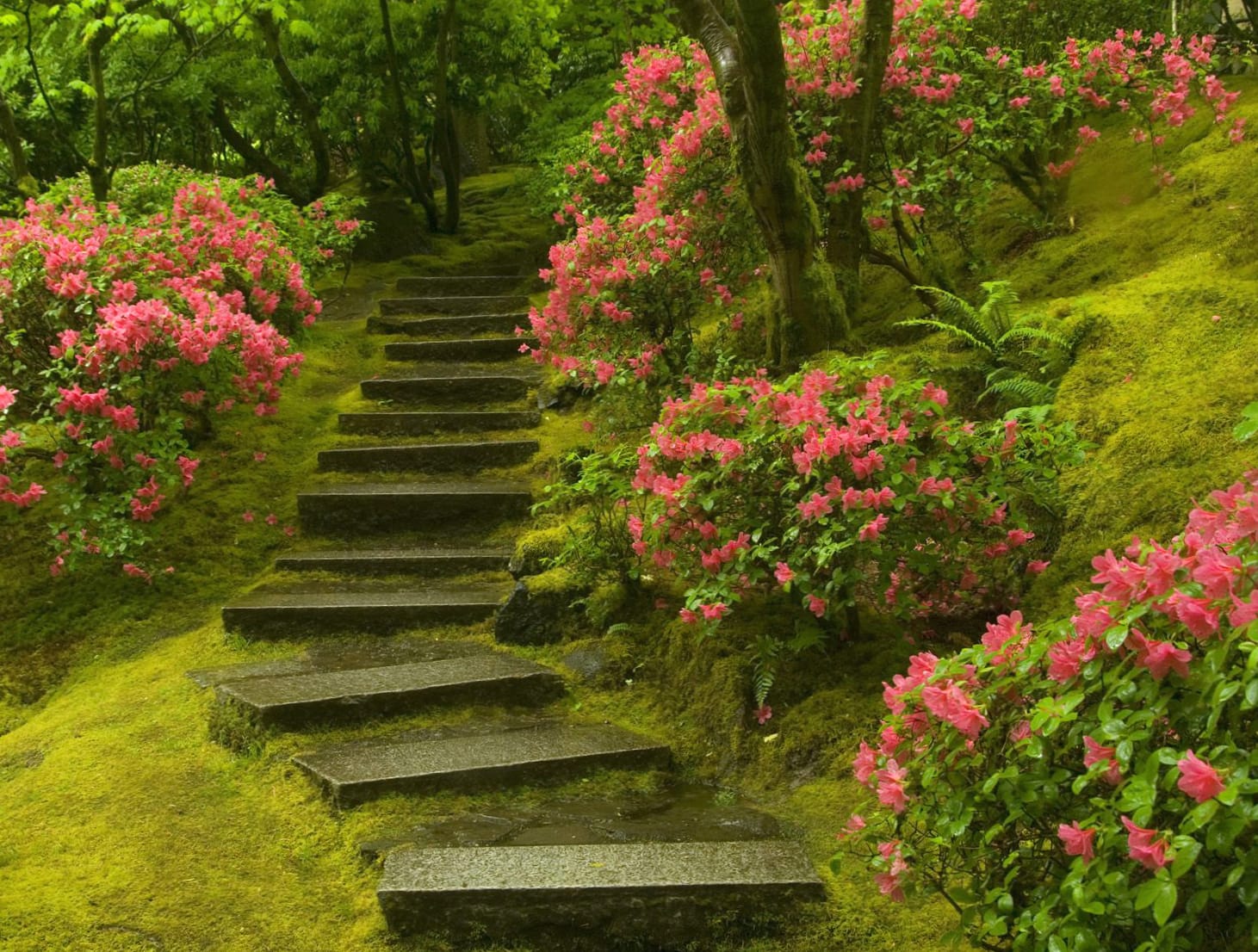 Serene Garden Path at 2560 x 1440 HD size wallpapers HD quality