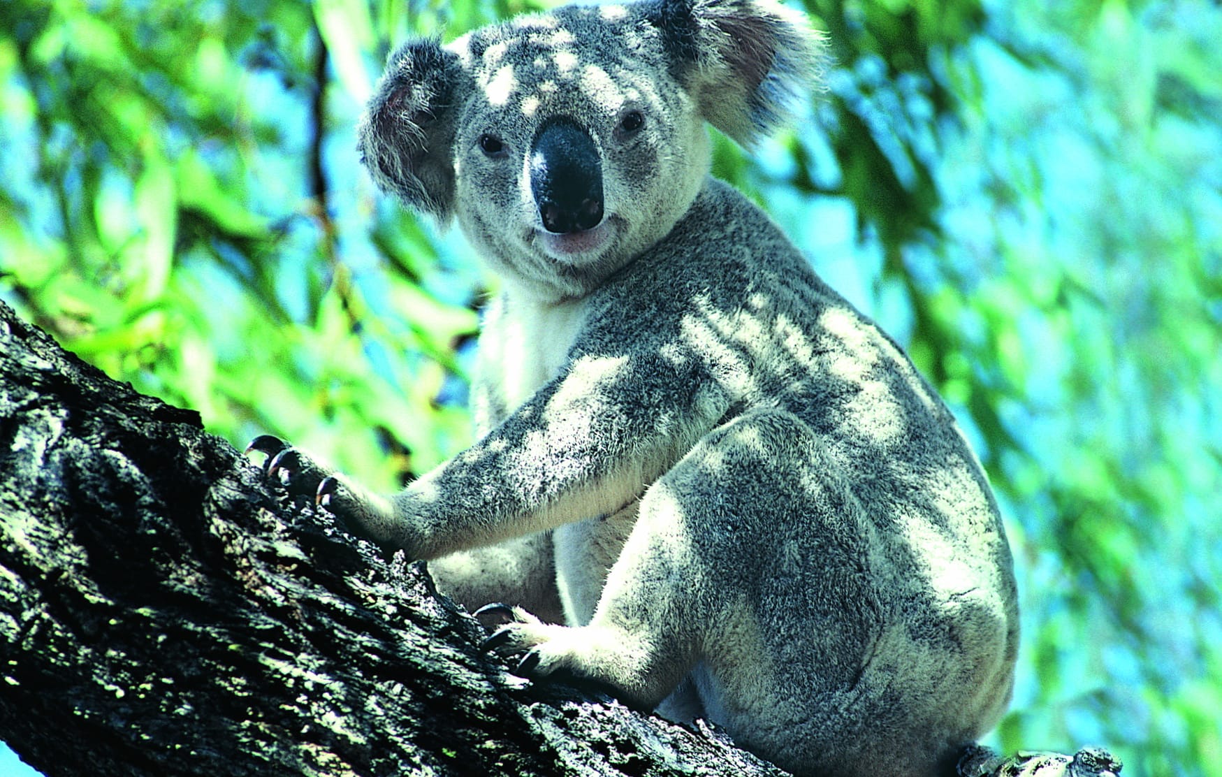 Serene Koala Perch wallpapers HD quality