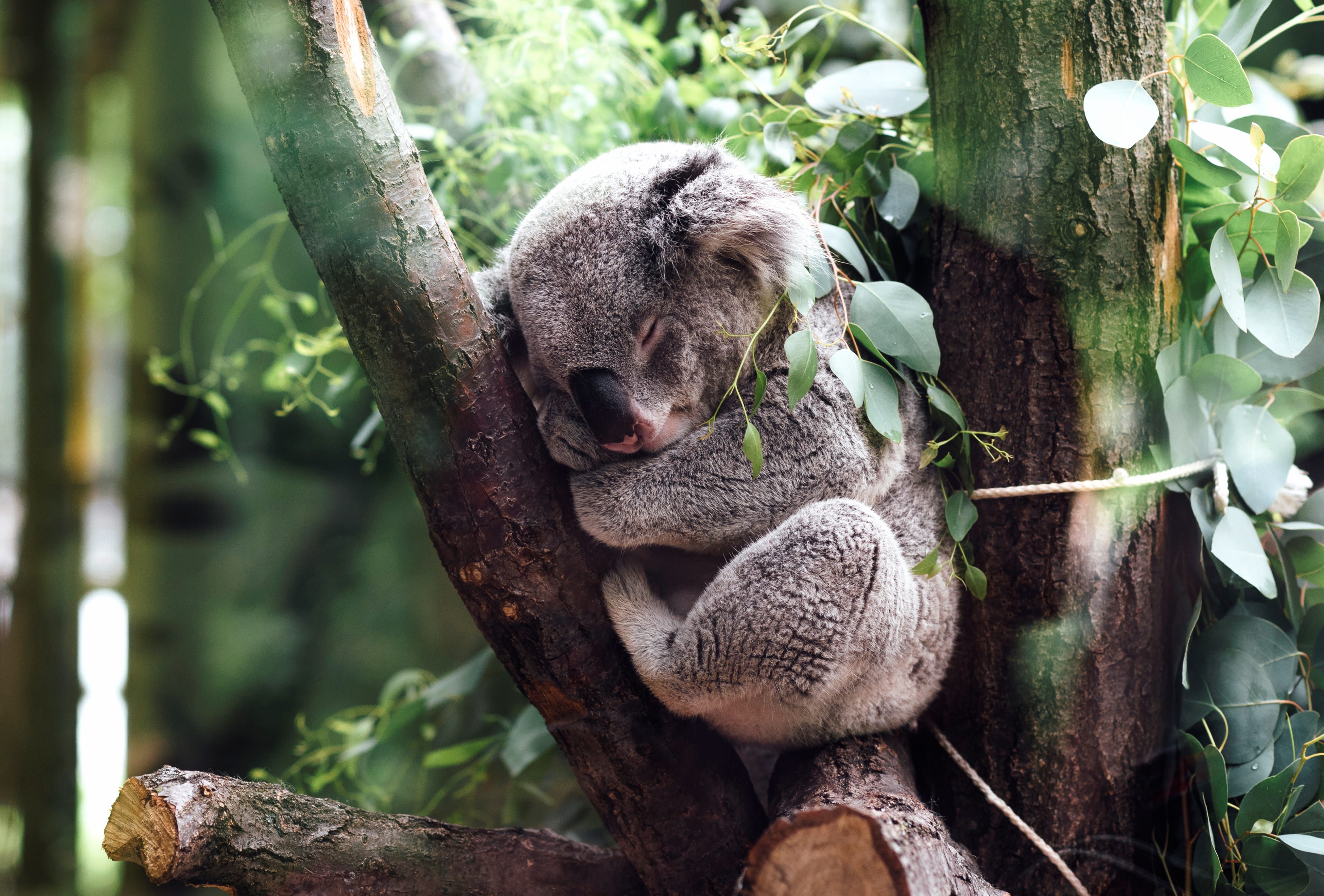 Serene Koala Sleeping A Stunning wallpapers HD quality