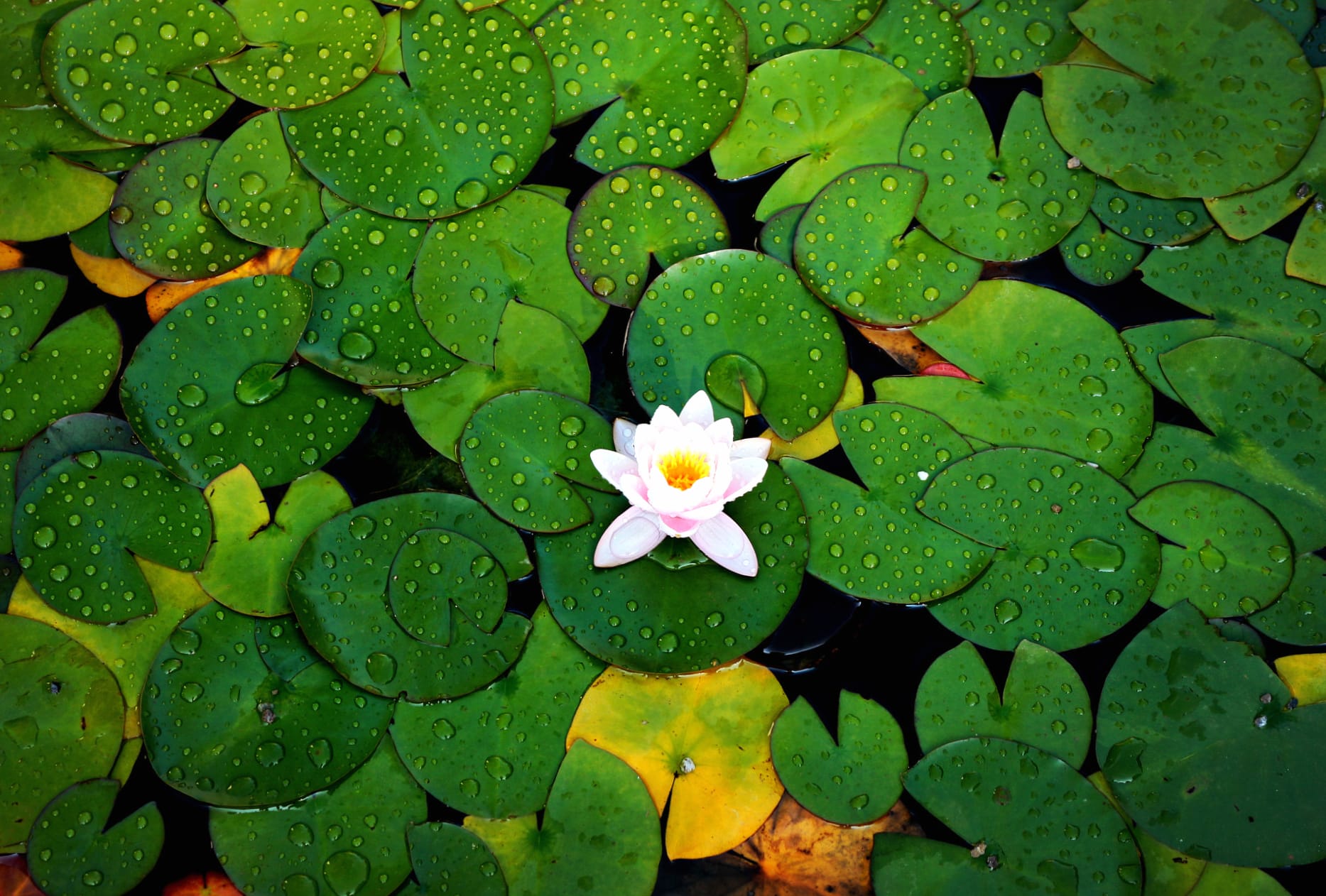 Serene Lily Pad wallpapers HD quality