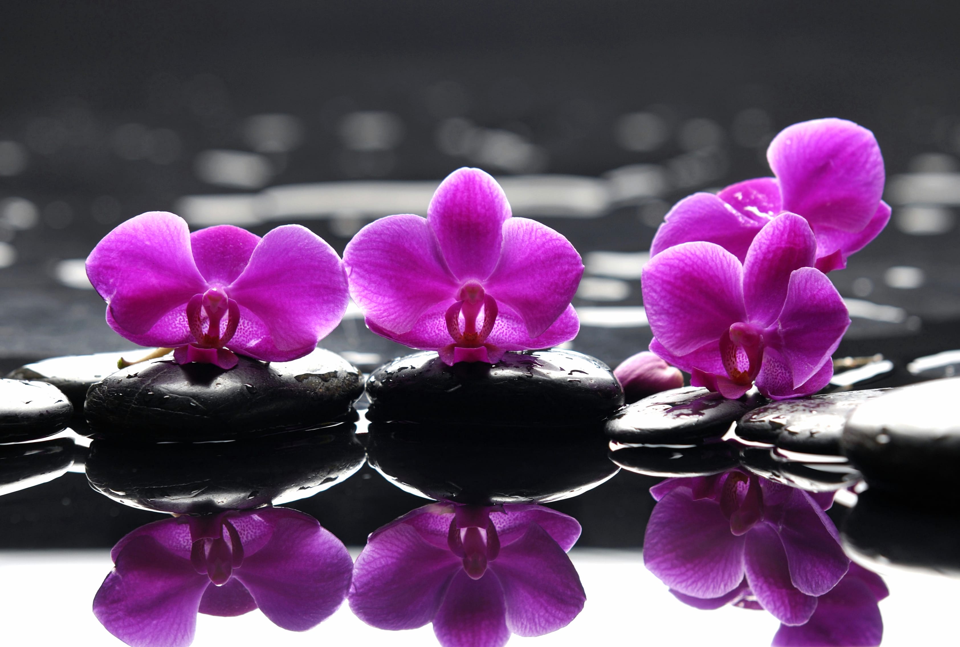 Serene Orchid Blossom - at 1280 x 960 size wallpapers HD quality