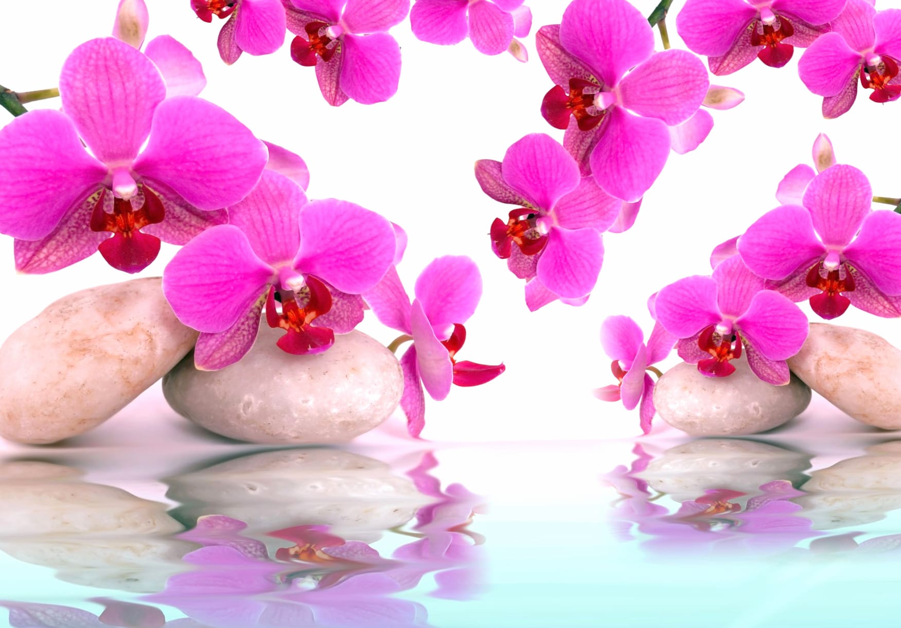 Serene Orchid Reflection A Stunning wallpapers HD quality