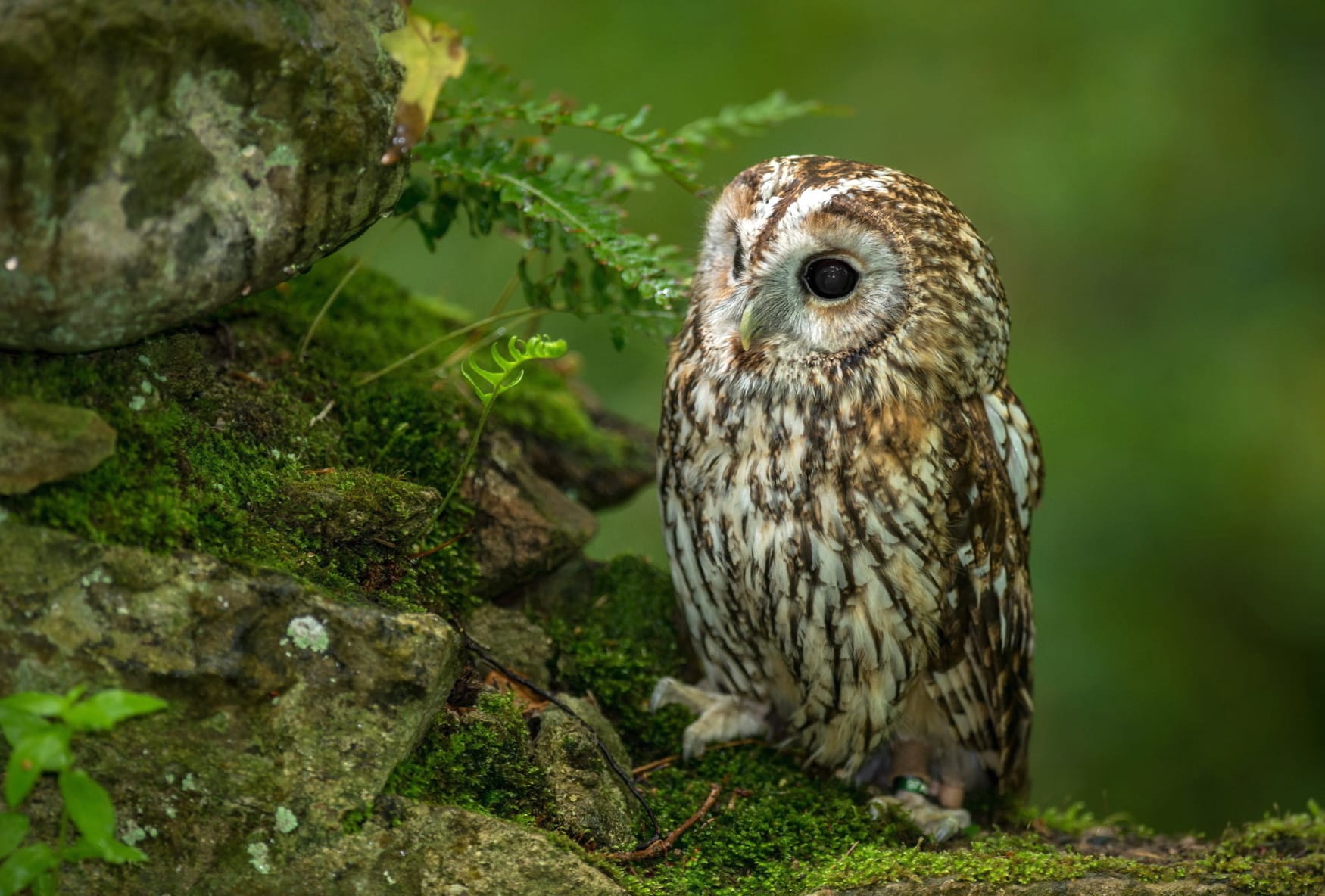 Serene Owl wallpapers HD quality