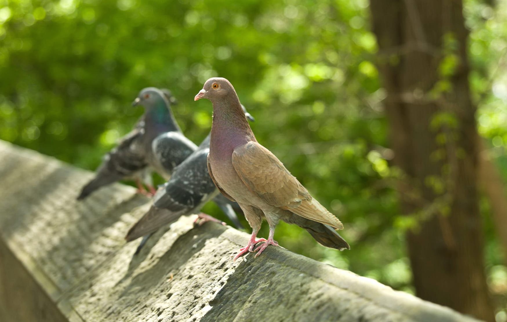 Serene Pigeons A Stunning wallpapers HD Serene Pigeons A Stunning wallpapers HD quality