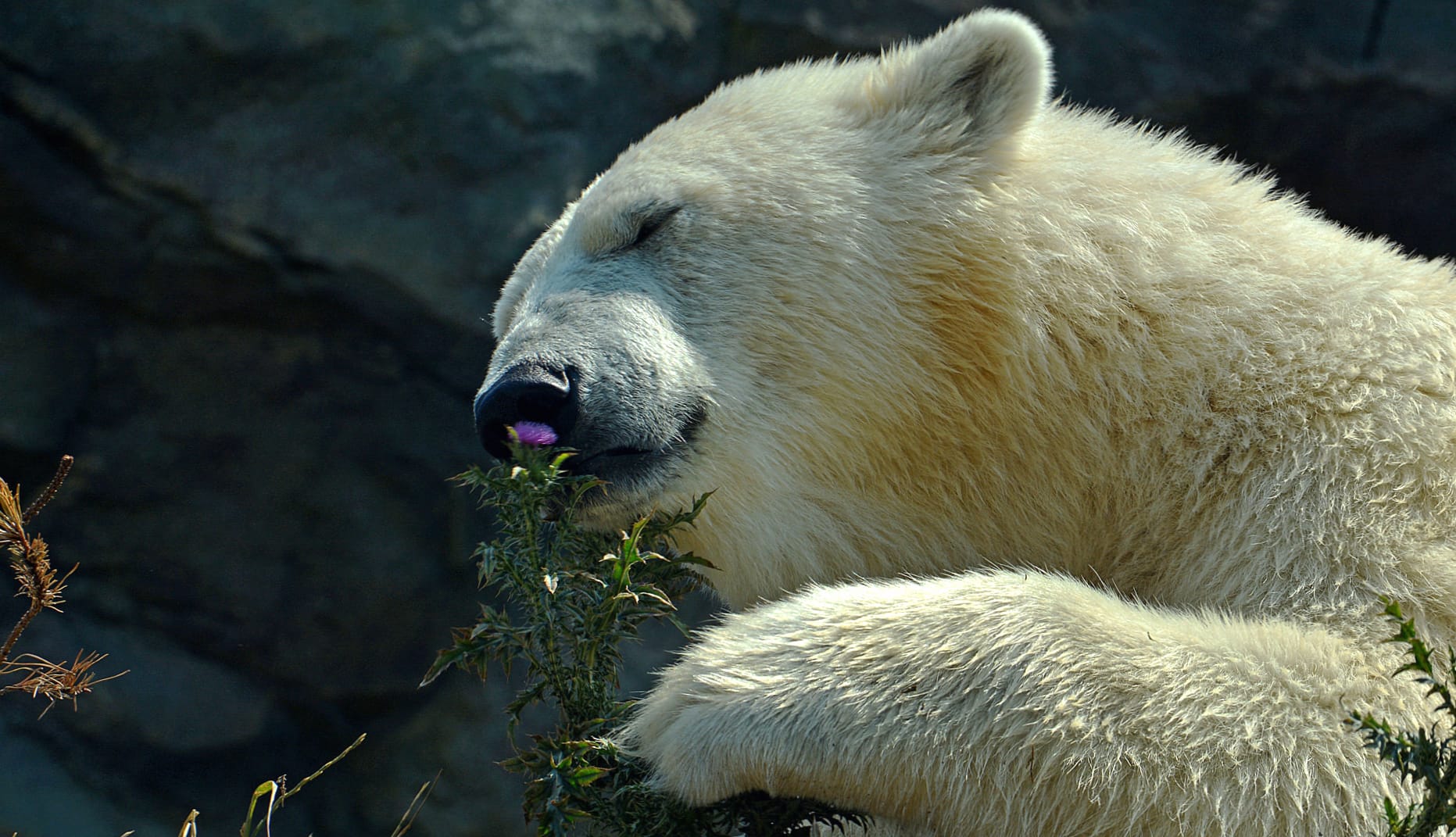 Serene Polar Bear with Flowers - wallpapers HD quality