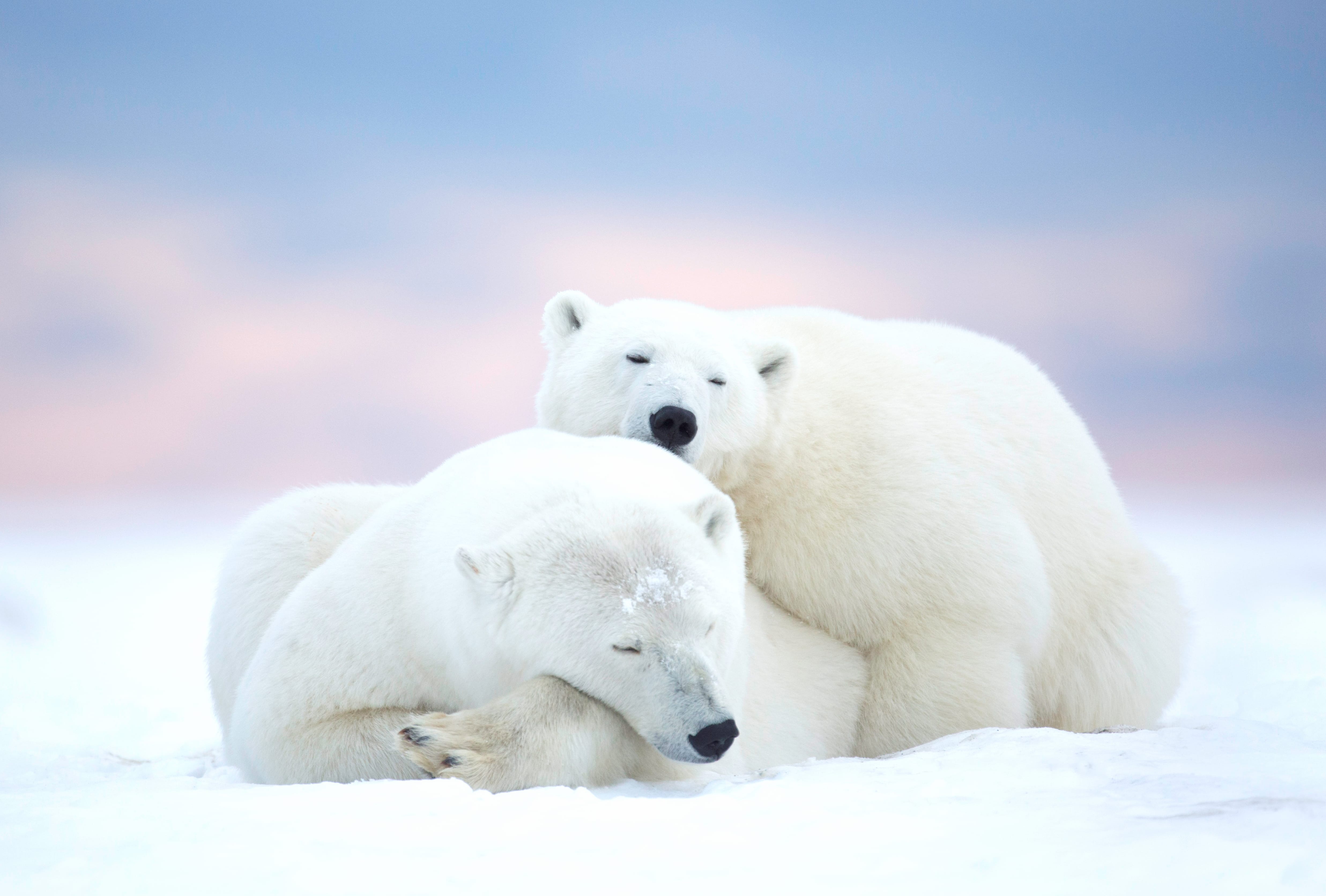 Serene Polar Bears A Stunning wallpapers HD quality