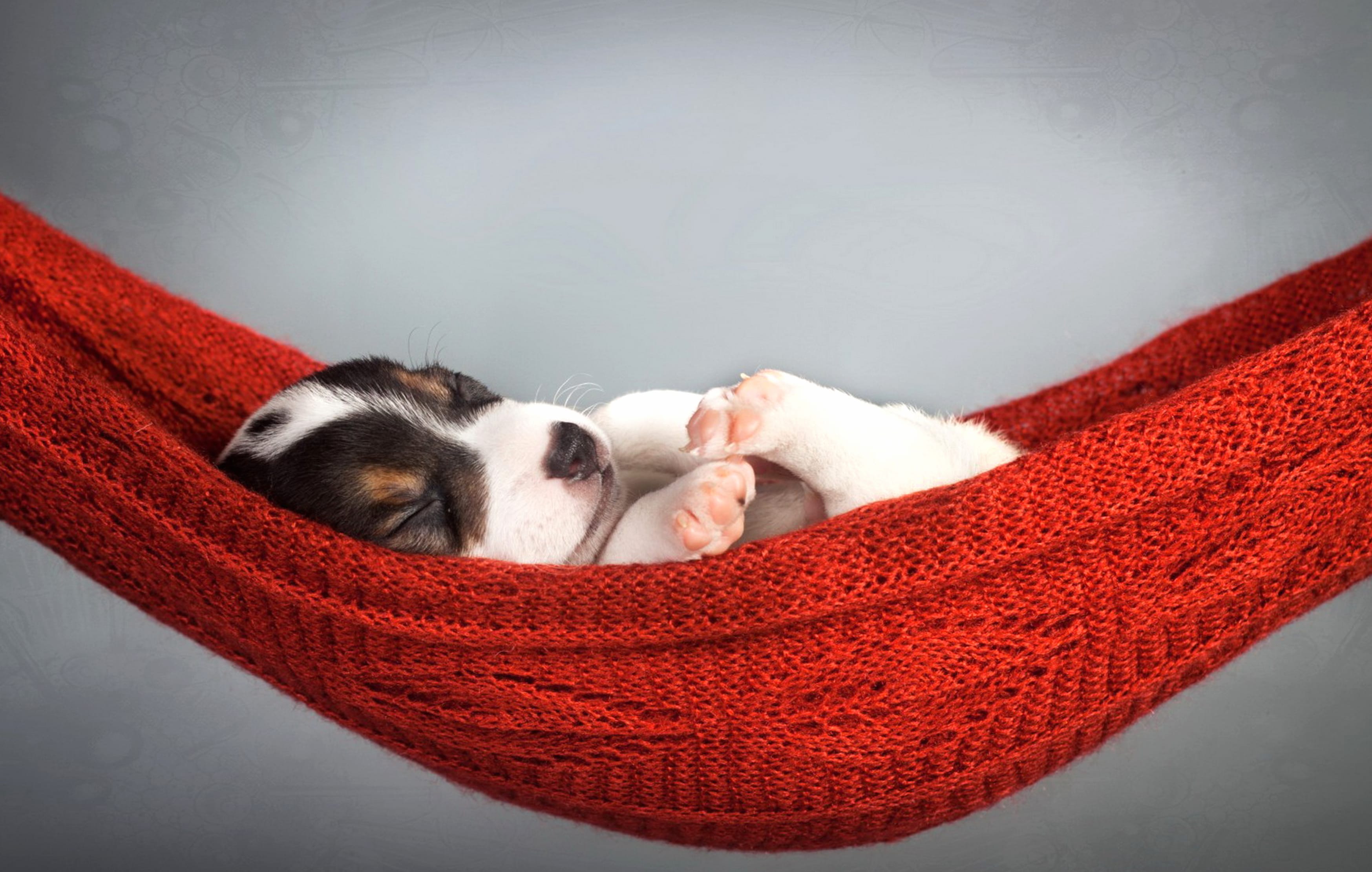 Serene Puppy in HD wallpapers HD quality