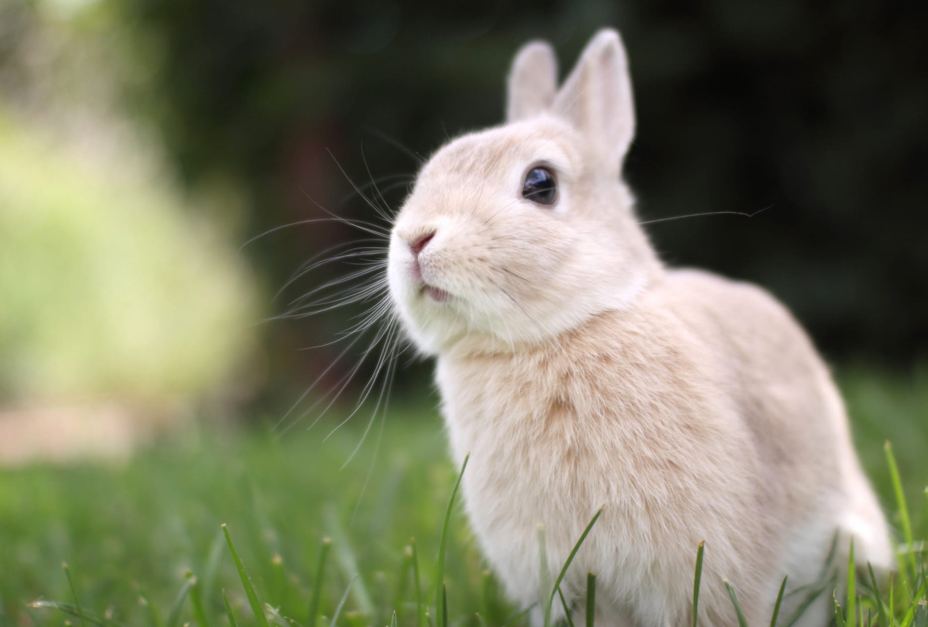 Serene Rabbit at 1600 x 1200 size wallpapers HD quality