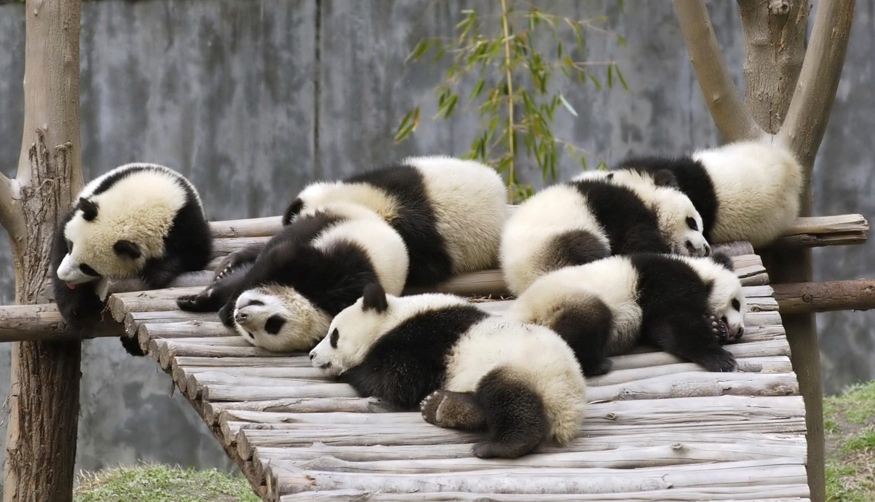 Serene Slumber Sleeping Pandas at 1152 x 864 size wallpapers HD quality