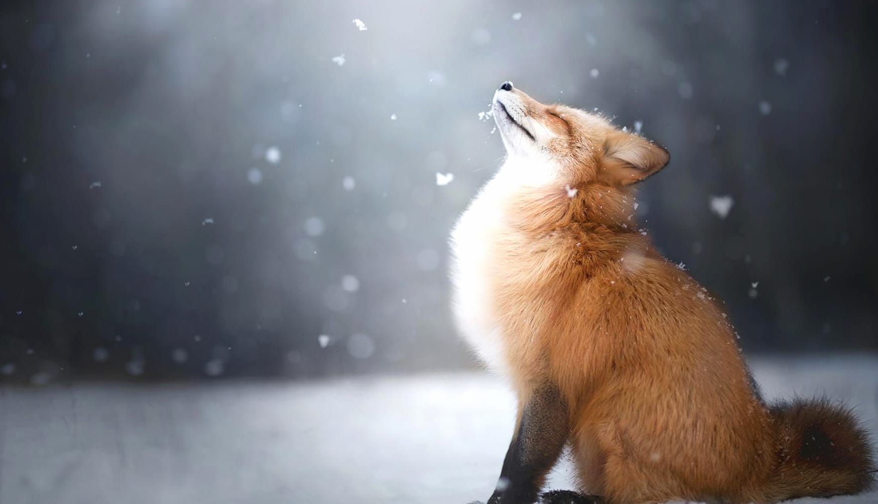 Serene Snowfall Fox - wallpapers HD quality