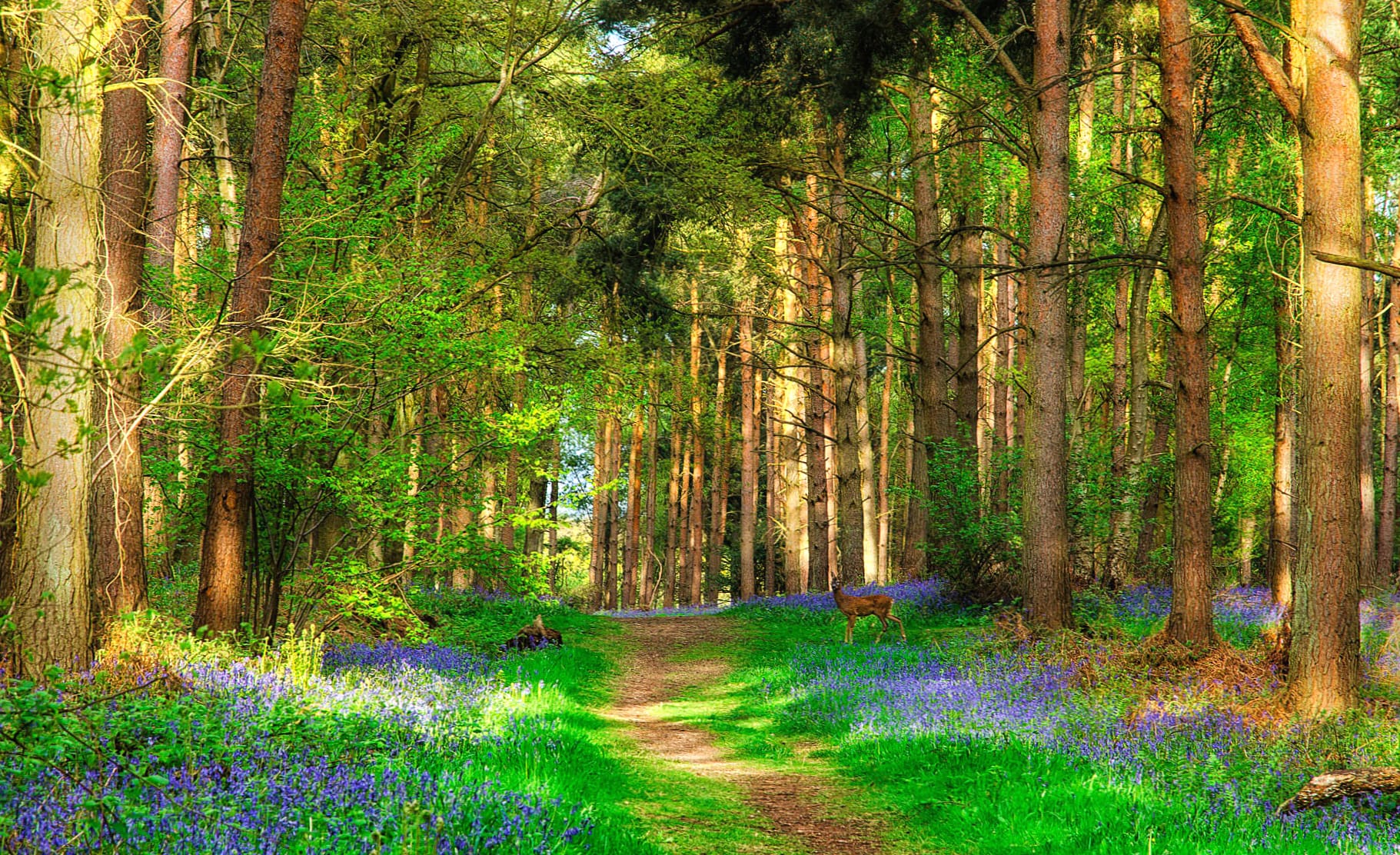 Serene Spring Forest of Deer Among Greenery at 1024 x 768 size wallpapers HD quality