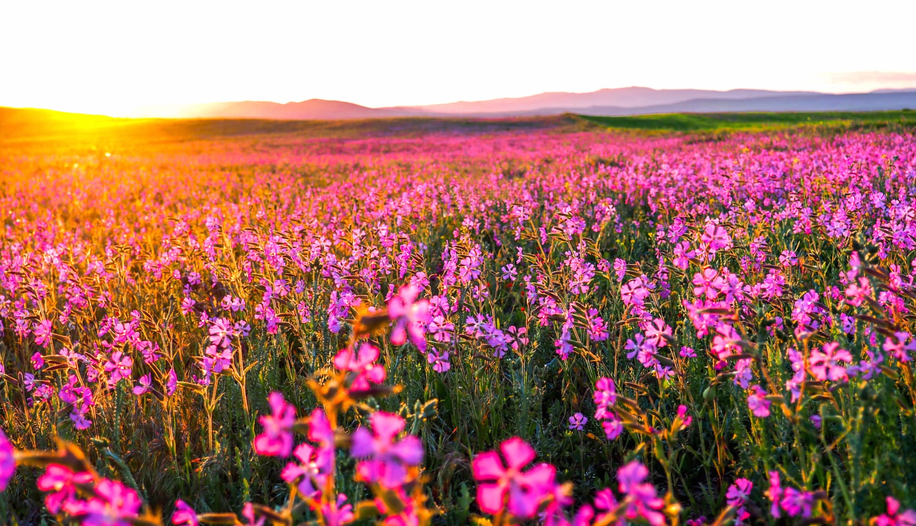 Serene Sunrise Over a Pink Flower Field - at 2048 x 2048 iPad size wallpapers HD quality