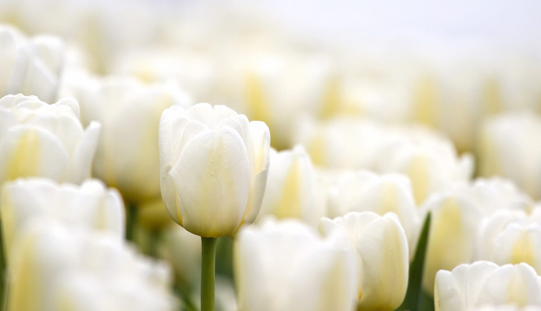 Serene Tulip Bloom A Stunning of Nature at 750 x 1334 iPhone 6 size wallpapers HD quality