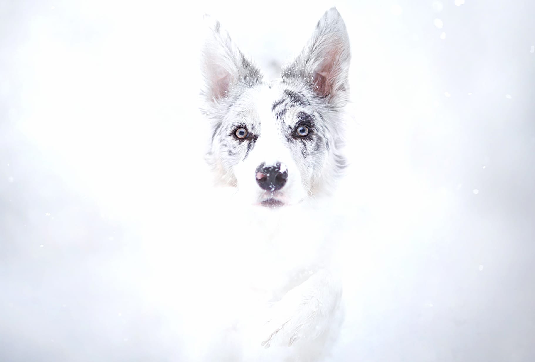 Serene White Dog - at 2048 x 2048 iPad size wallpapers HD quality