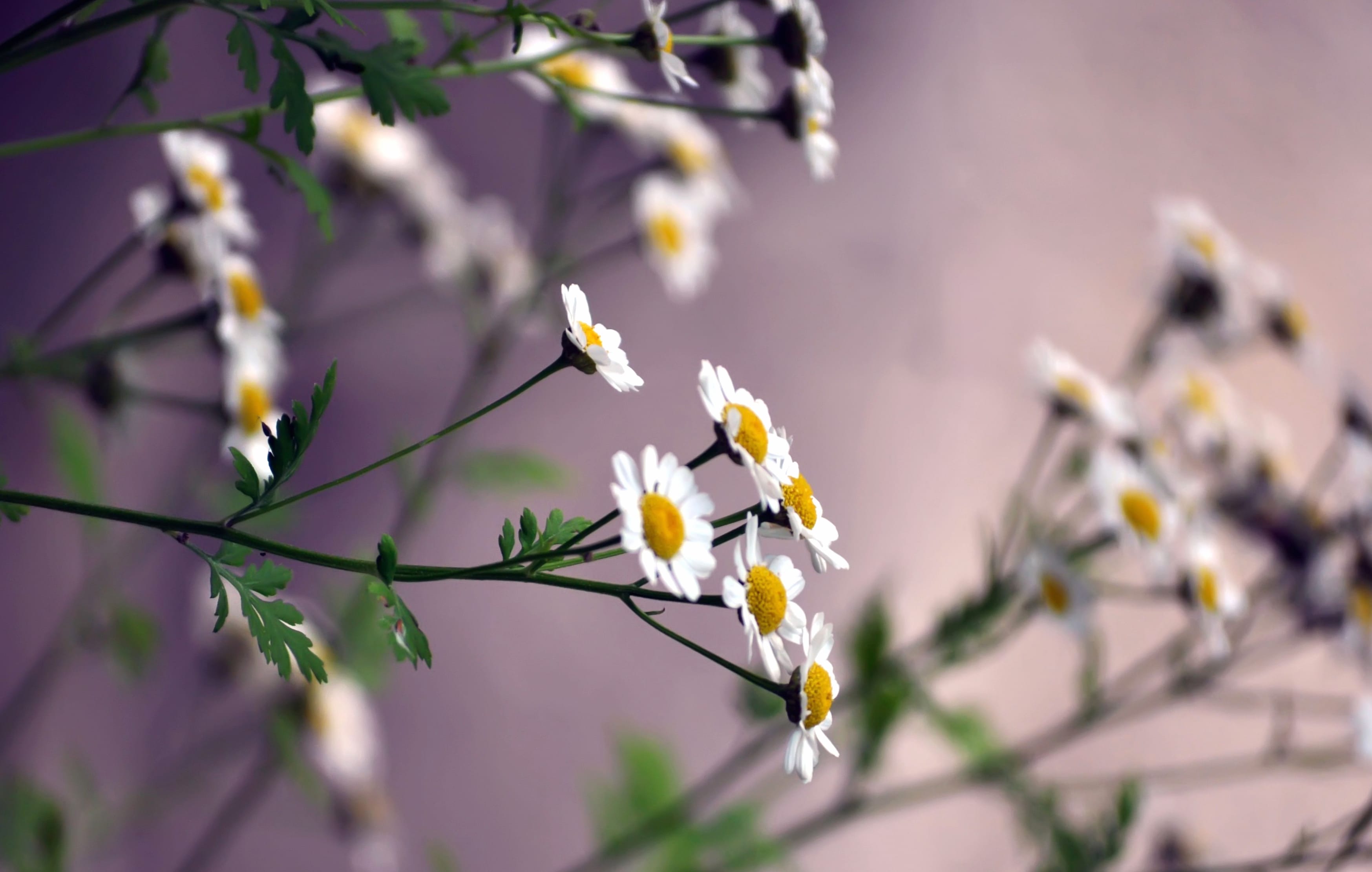 Serene White Flowers A HD Nature Wallpaper at 1536 x 864 HD size wallpapers HD quality