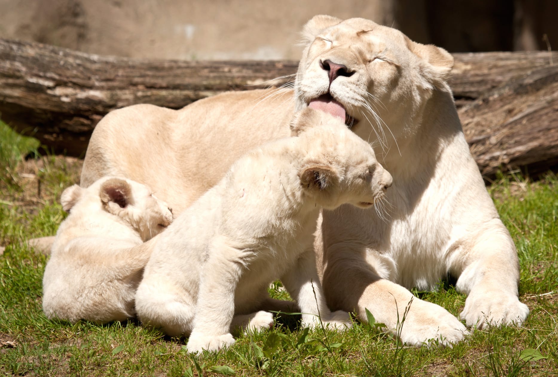 Serene White Lion Family - at 1024 x 768 size wallpapers HD quality