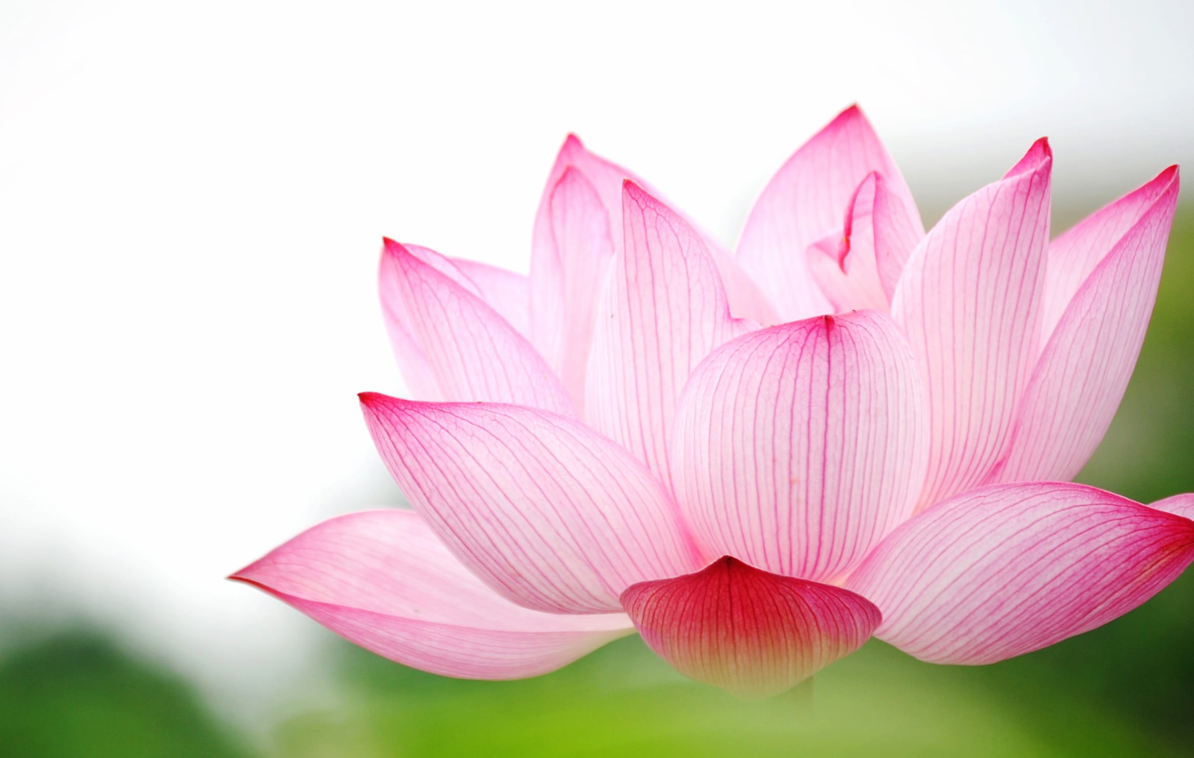 Serenity in Bloom of a Beautiful Lotus Flower wallpapers HD quality