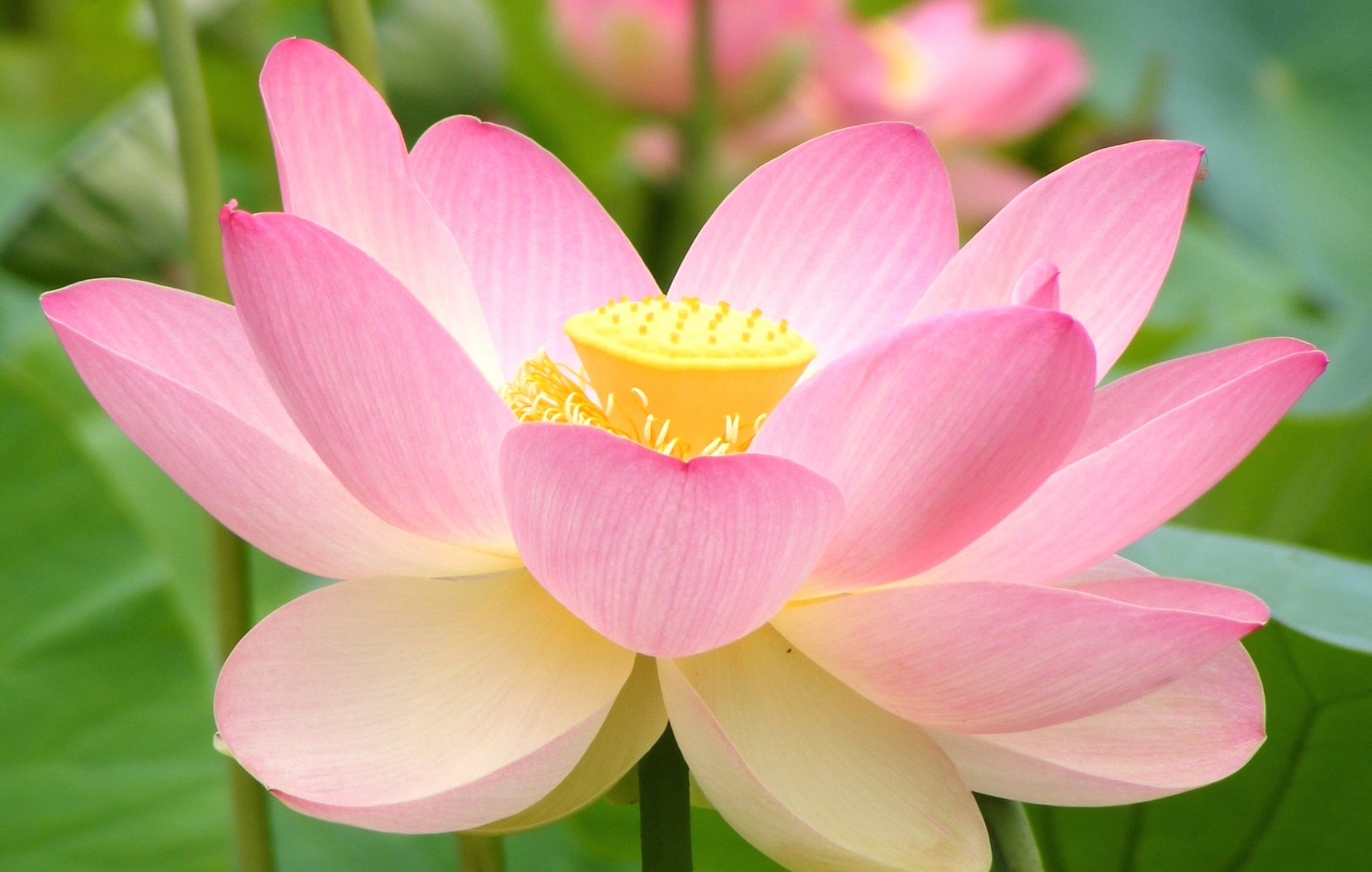 Serenity in Bloom of a Lotus Flower wallpapers HD quality