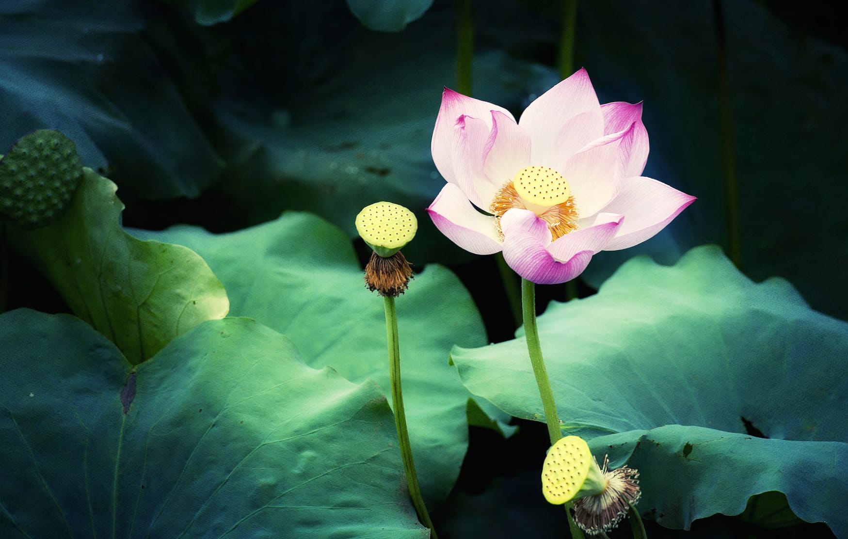 Serenity in Bloom of Lotus and Lily in Nature wallpapers HD quality