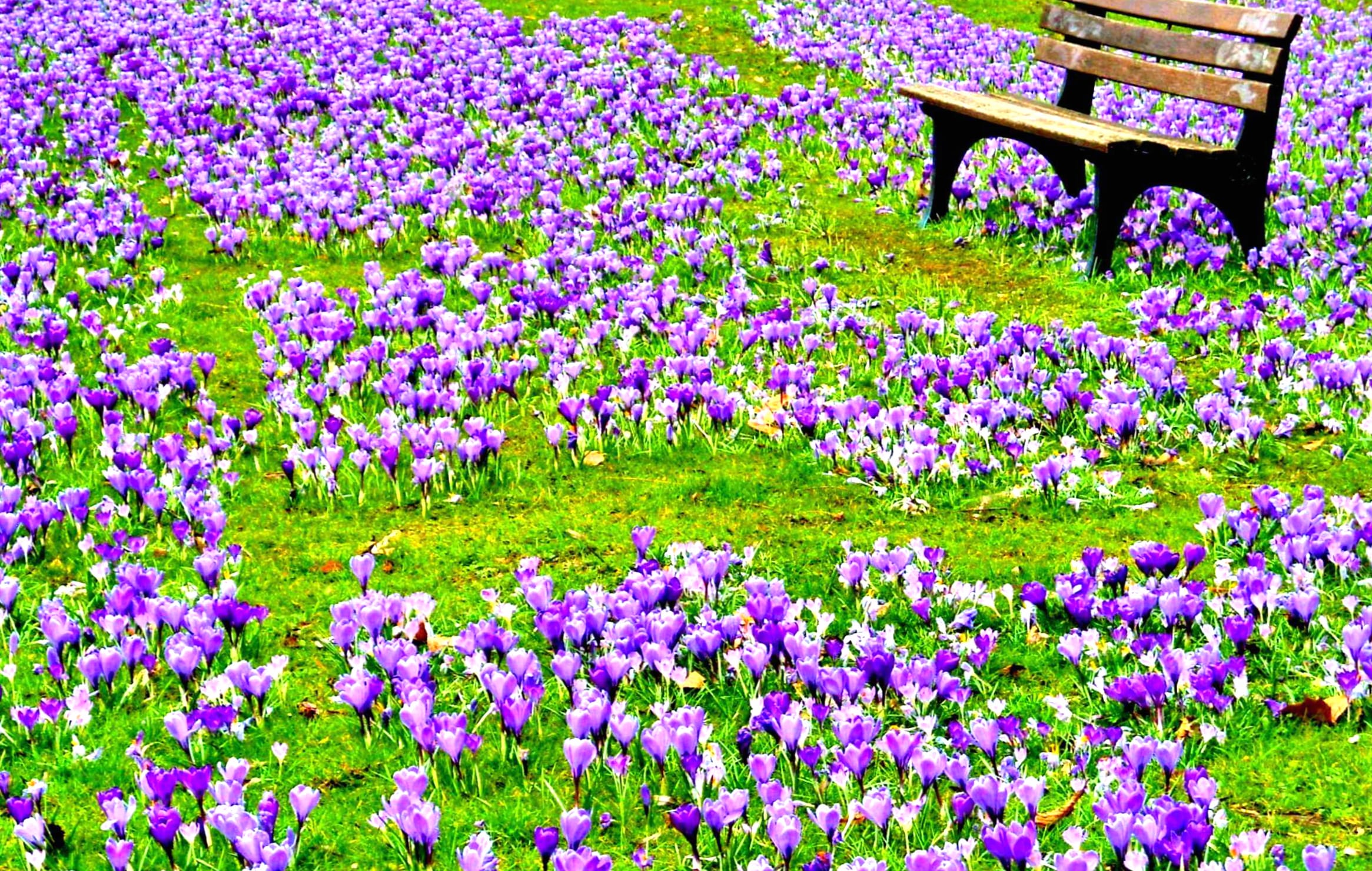 Serenity in Bloom of Spring Crocuses in the Park at 640 x 1136 iPhone 5 size wallpapers HD quality