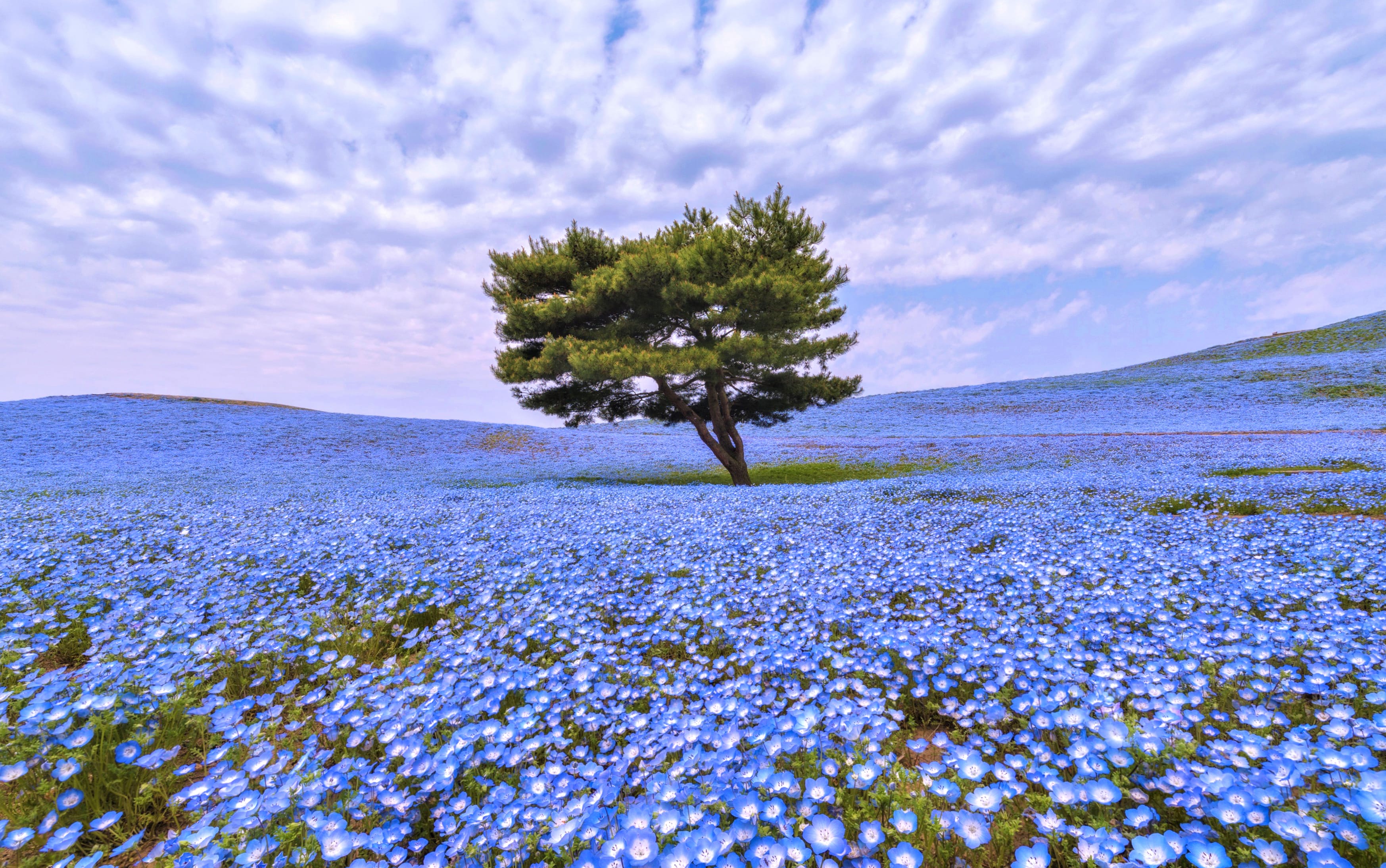 Serenity in Blue wallpapers HD quality