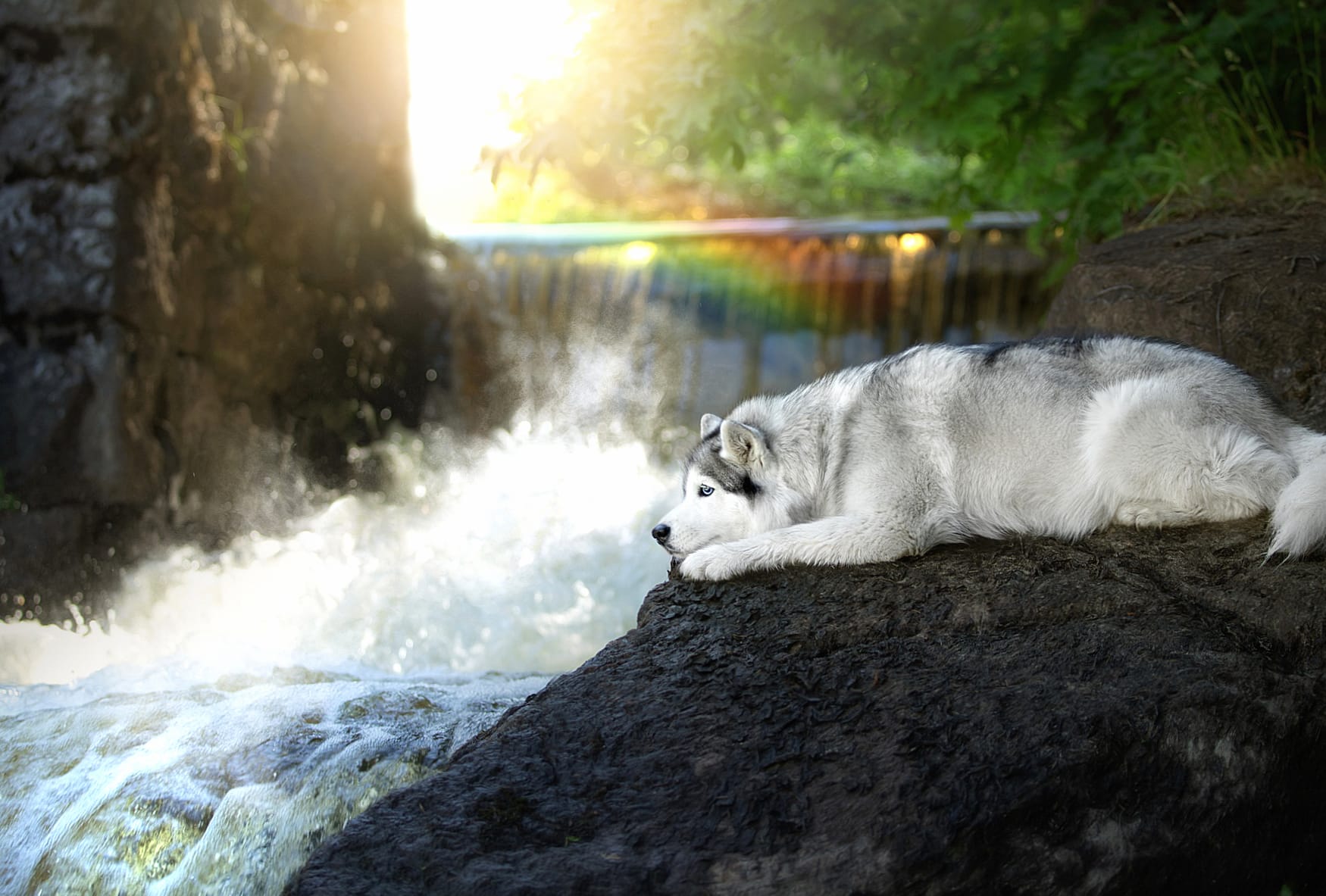 Siberian Husky Serenity - at 320 x 480 iPhone size wallpapers HD quality