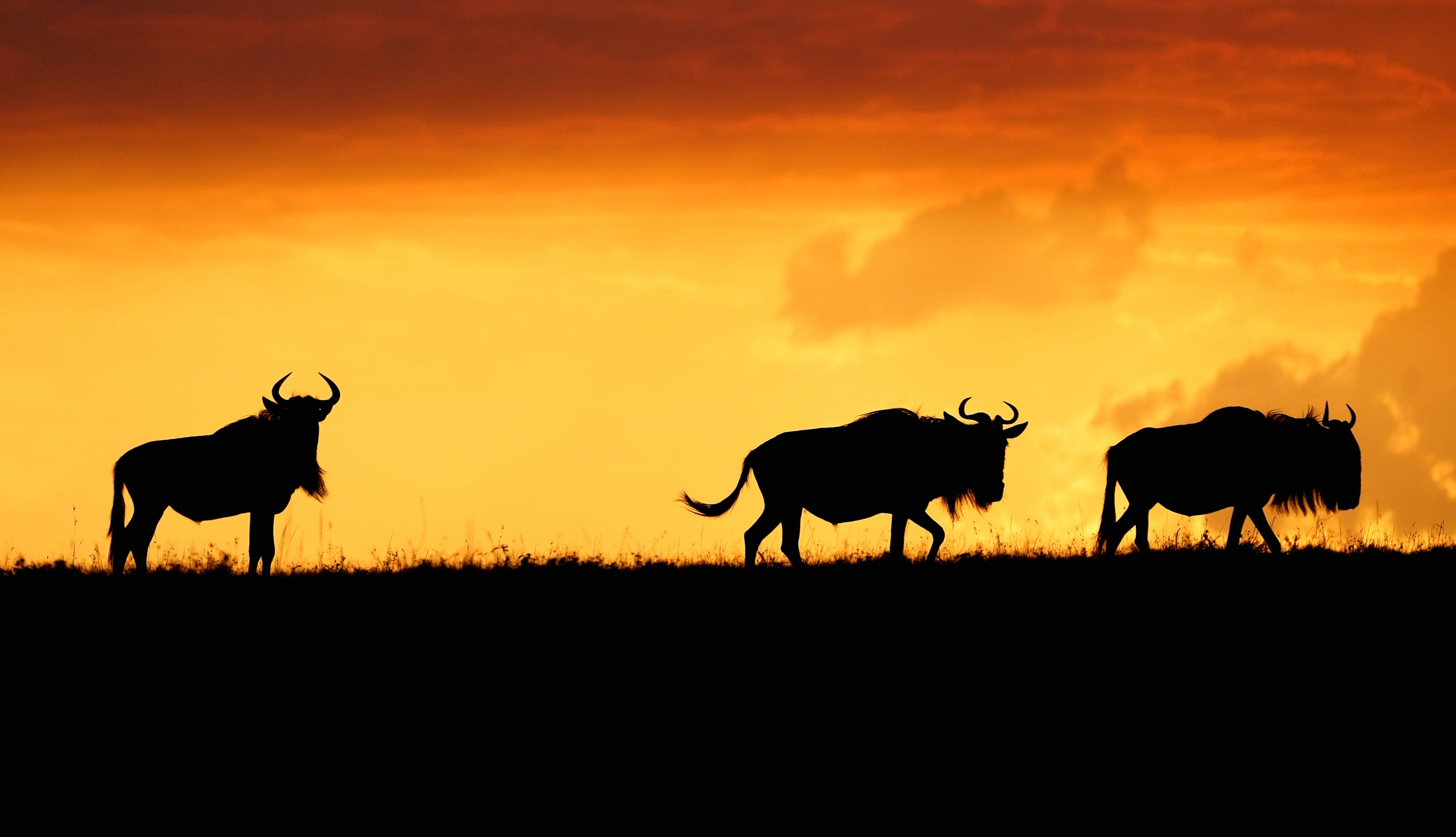 Silhouette Maasai Mara National Reserve Animal Wildebeest wallpapers HD quality