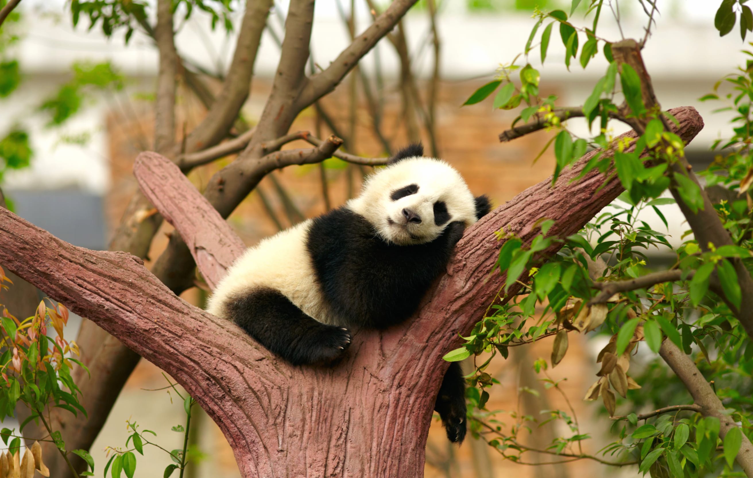 Sleeping Baby Panda wallpapers HD quality