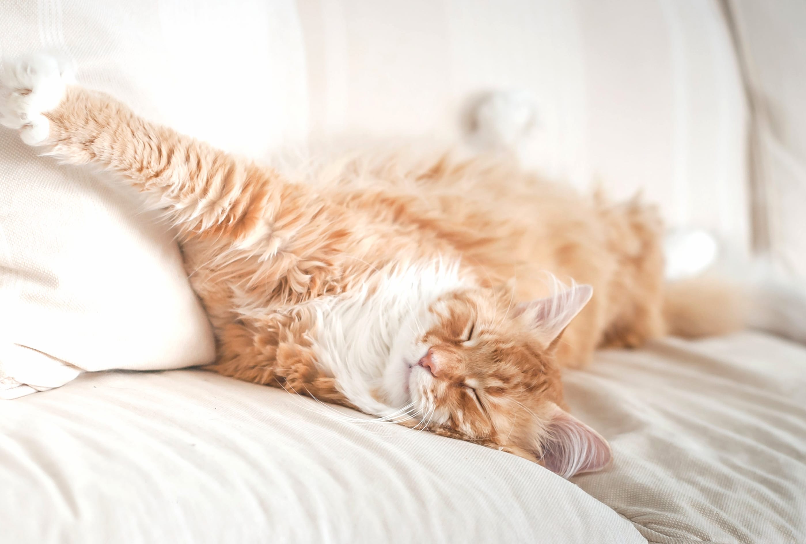 Sleeping Cat Animal Maine Coon wallpapers HD quality