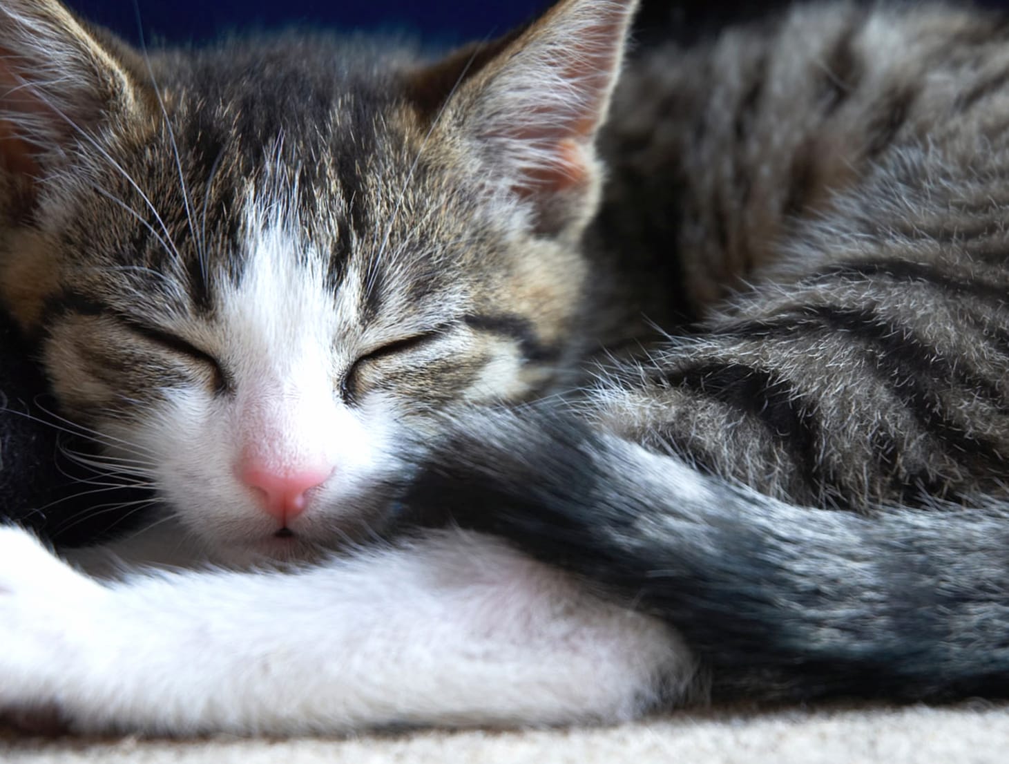 Sleeping Cat Serenity wallpapers HD quality