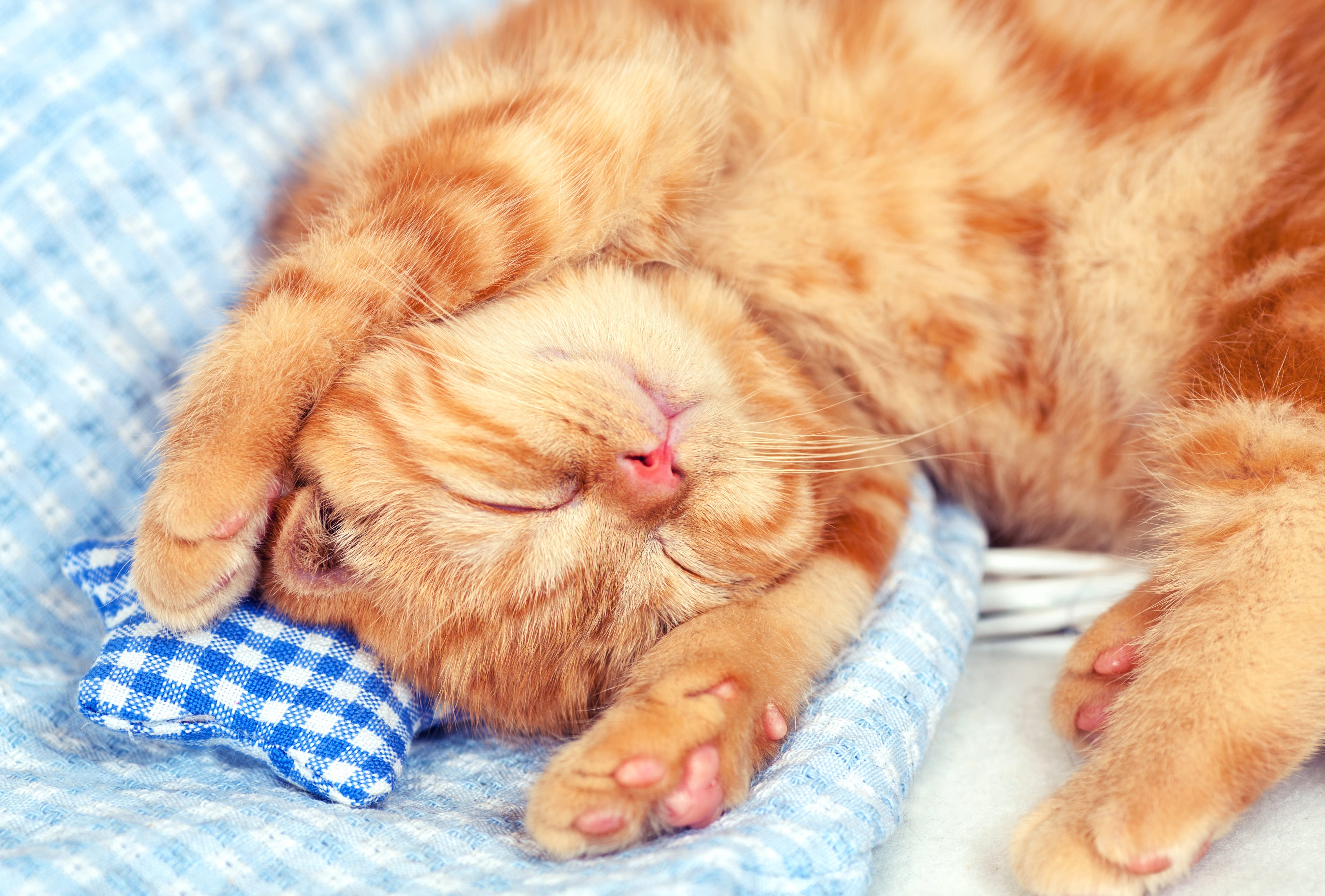 Sleeping Kitten Ba wallpapers HD quality