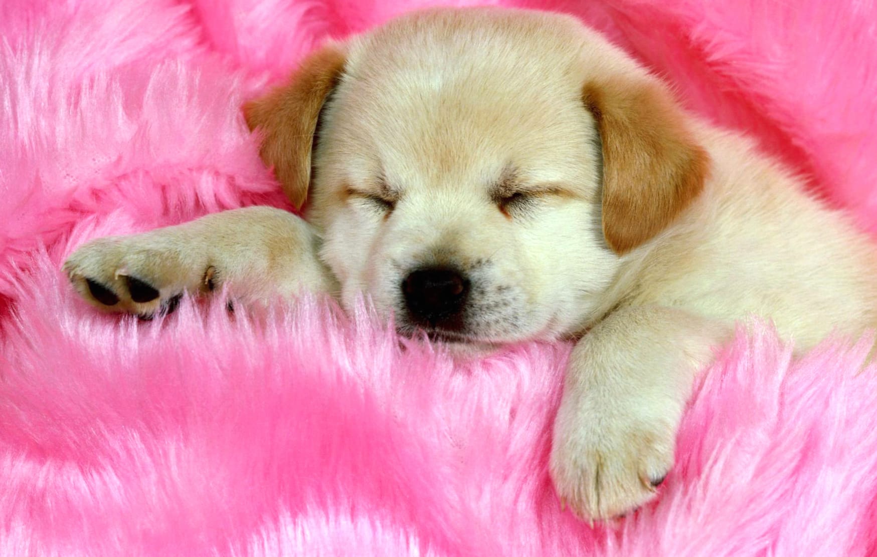 Sleeping Labrador Puppy on Pink - wallpapers HD quality