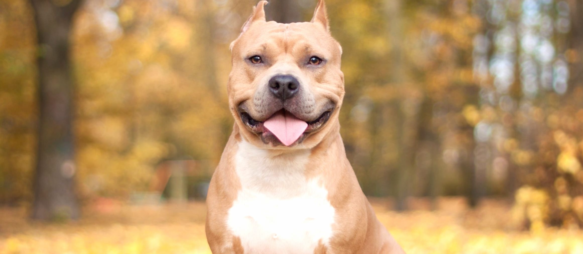 Smiling Pit Bull Bokeh wallpapers HD quality