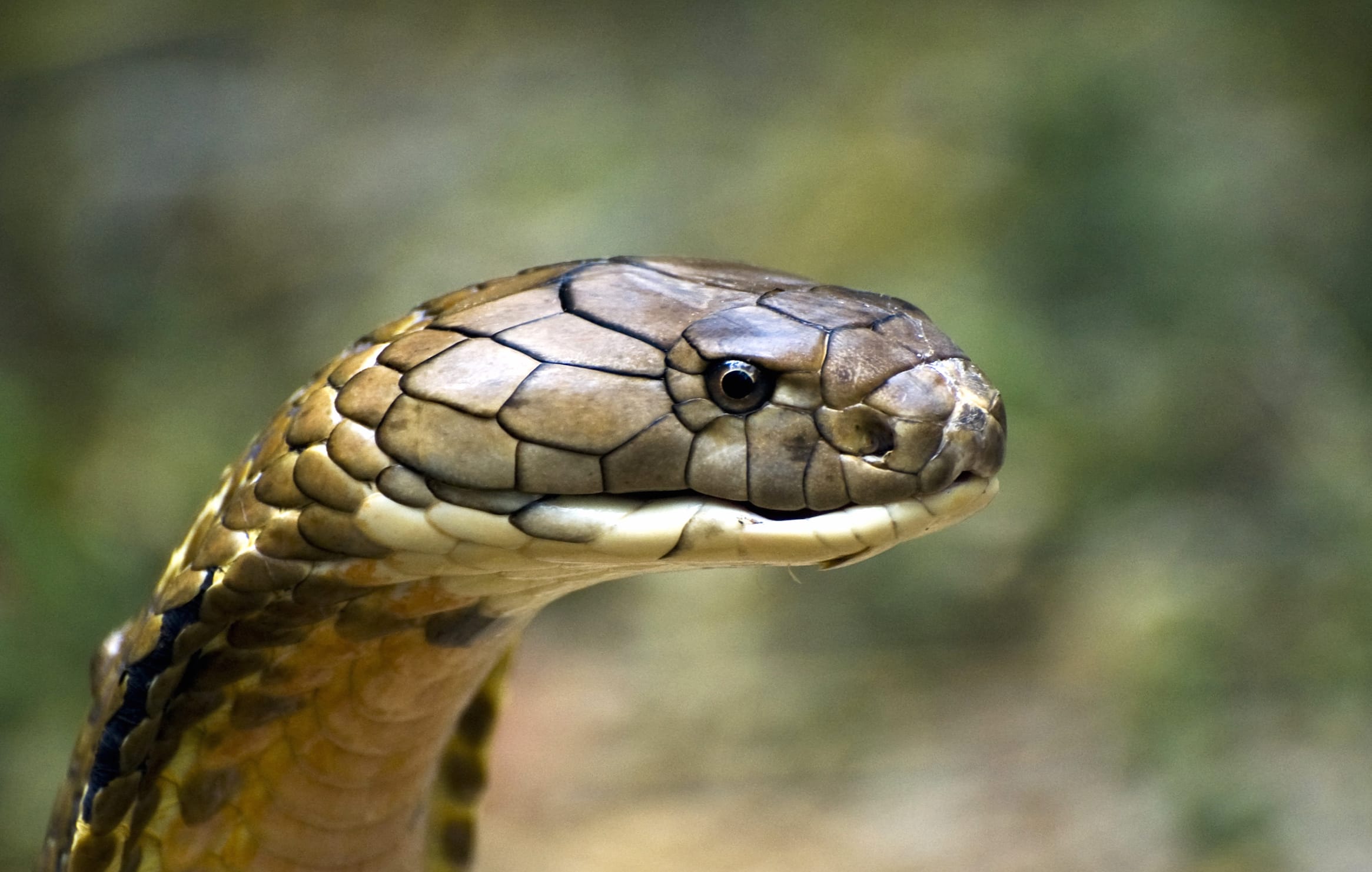 Snake Cobra Animal King Cobra wallpapers HD quality