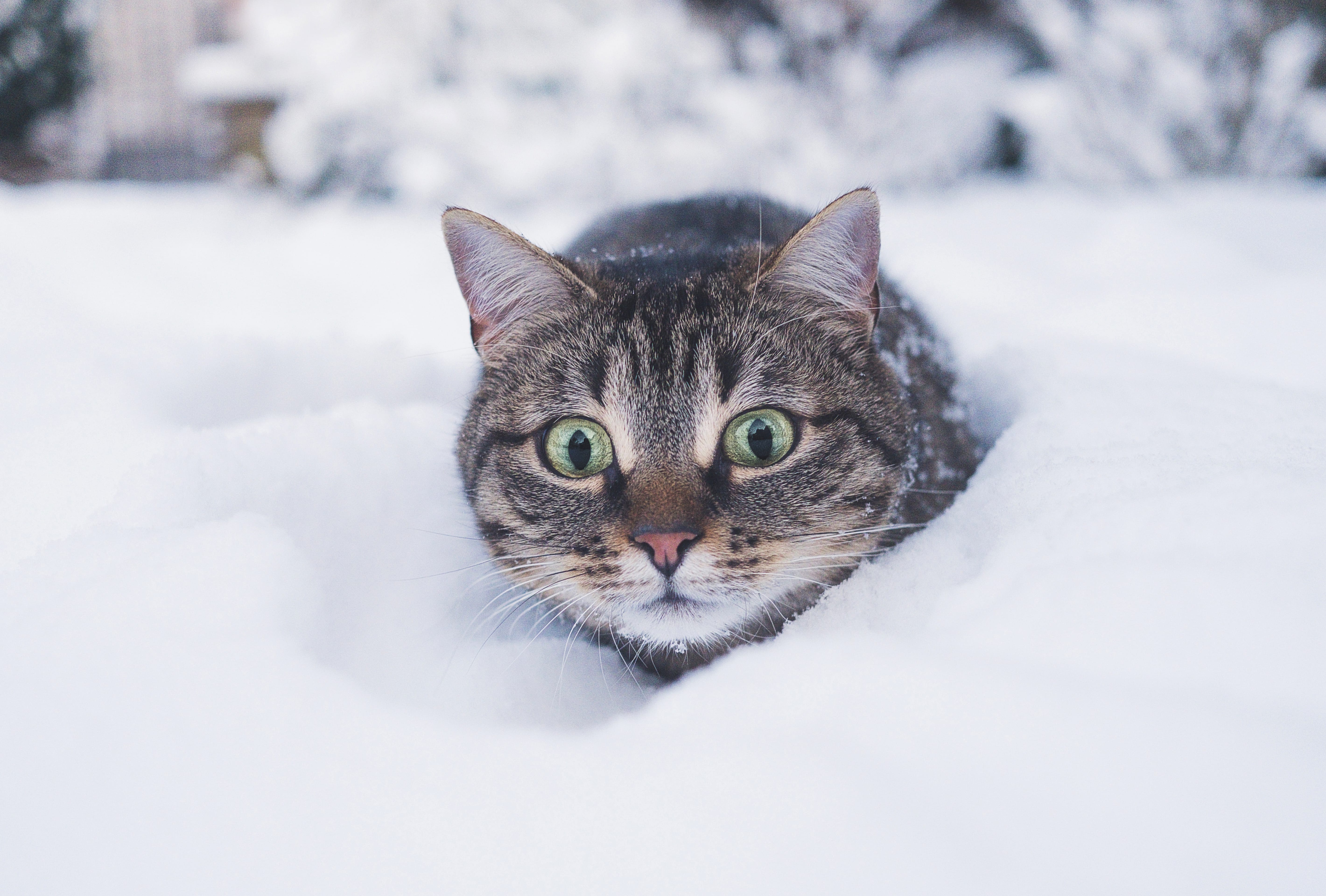 Snow Cat in wallpapers HD quality