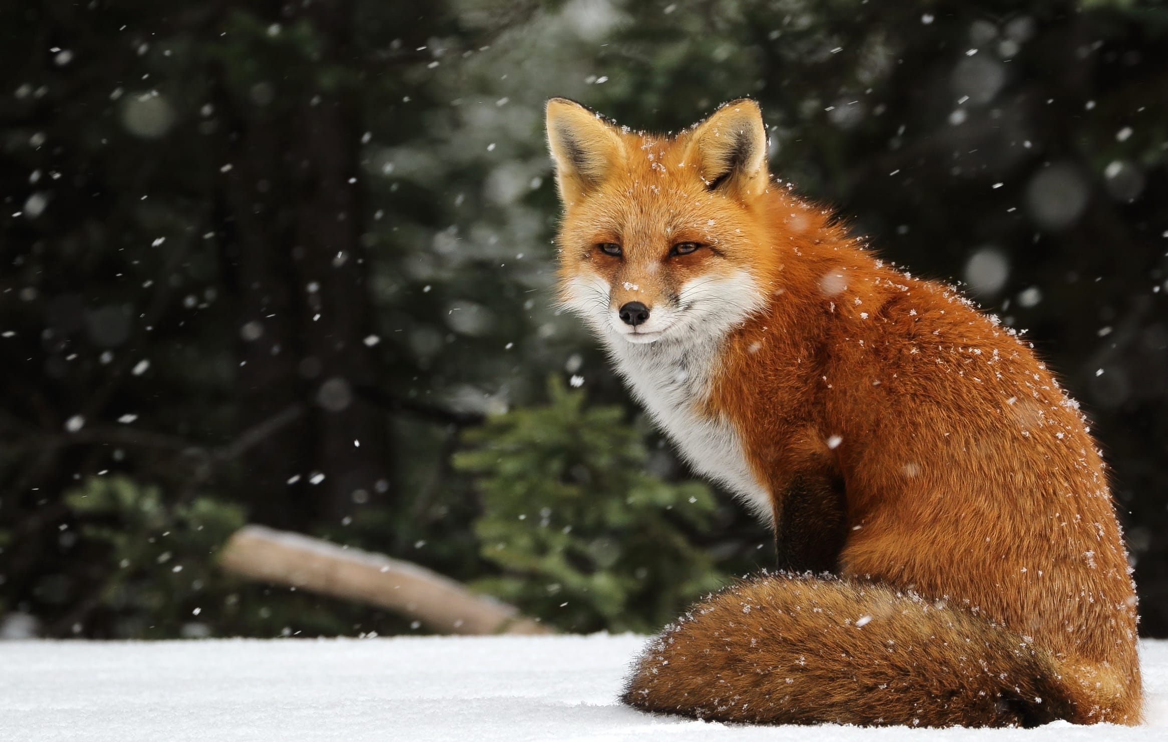 Snow Fox Serenity - wallpapers HD quality