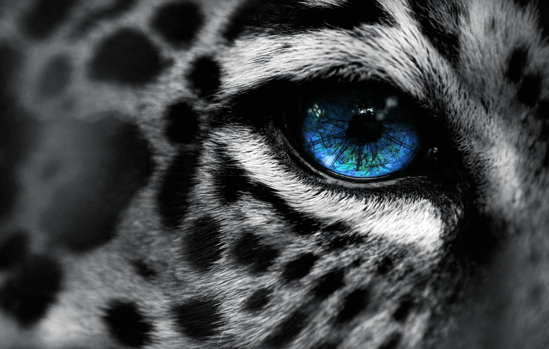 Snow Leopard Gaze wallpapers HD Snow Leopard Gaze wallpapers HD quality