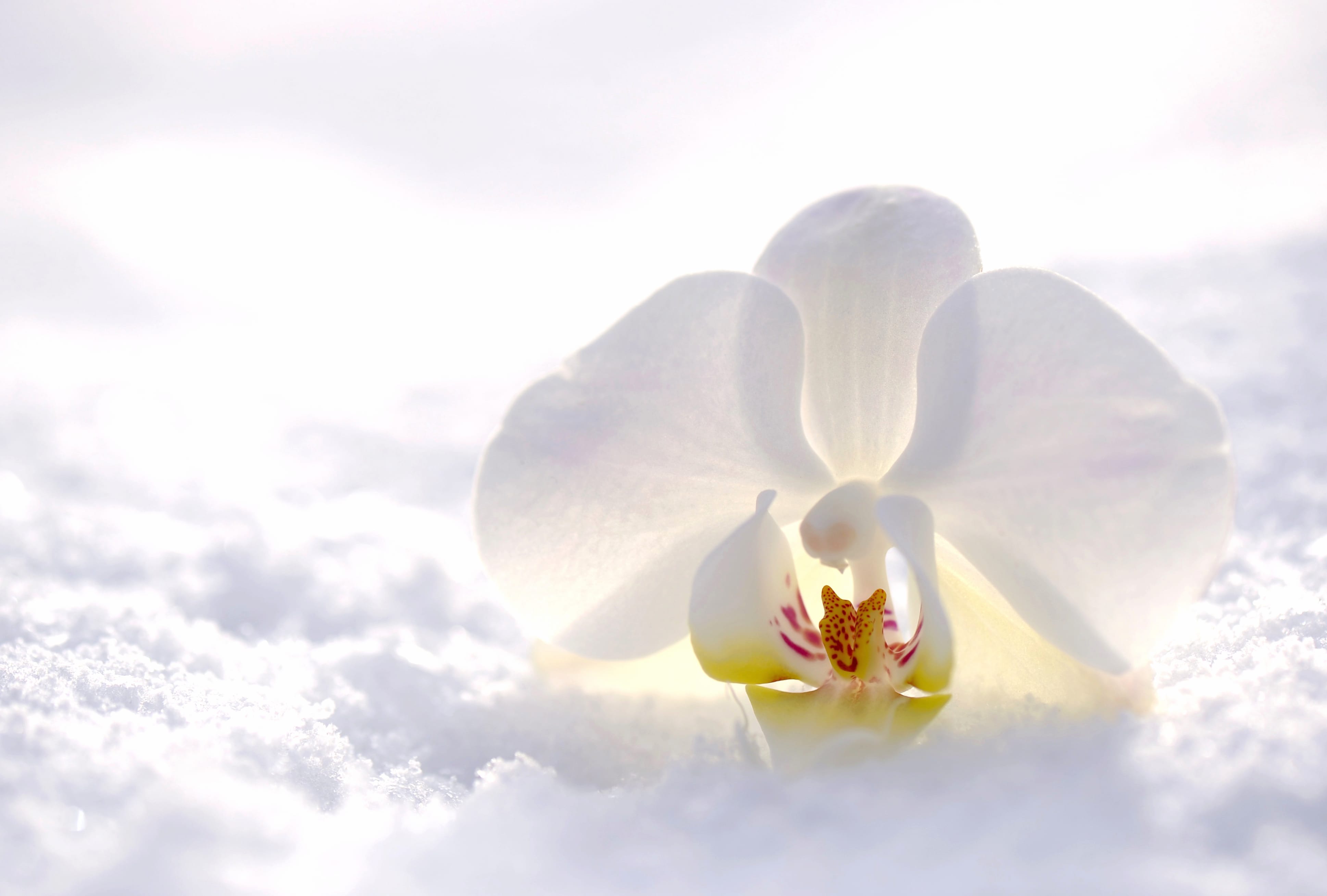 Snow Orchid Ultra wallpapers HD quality