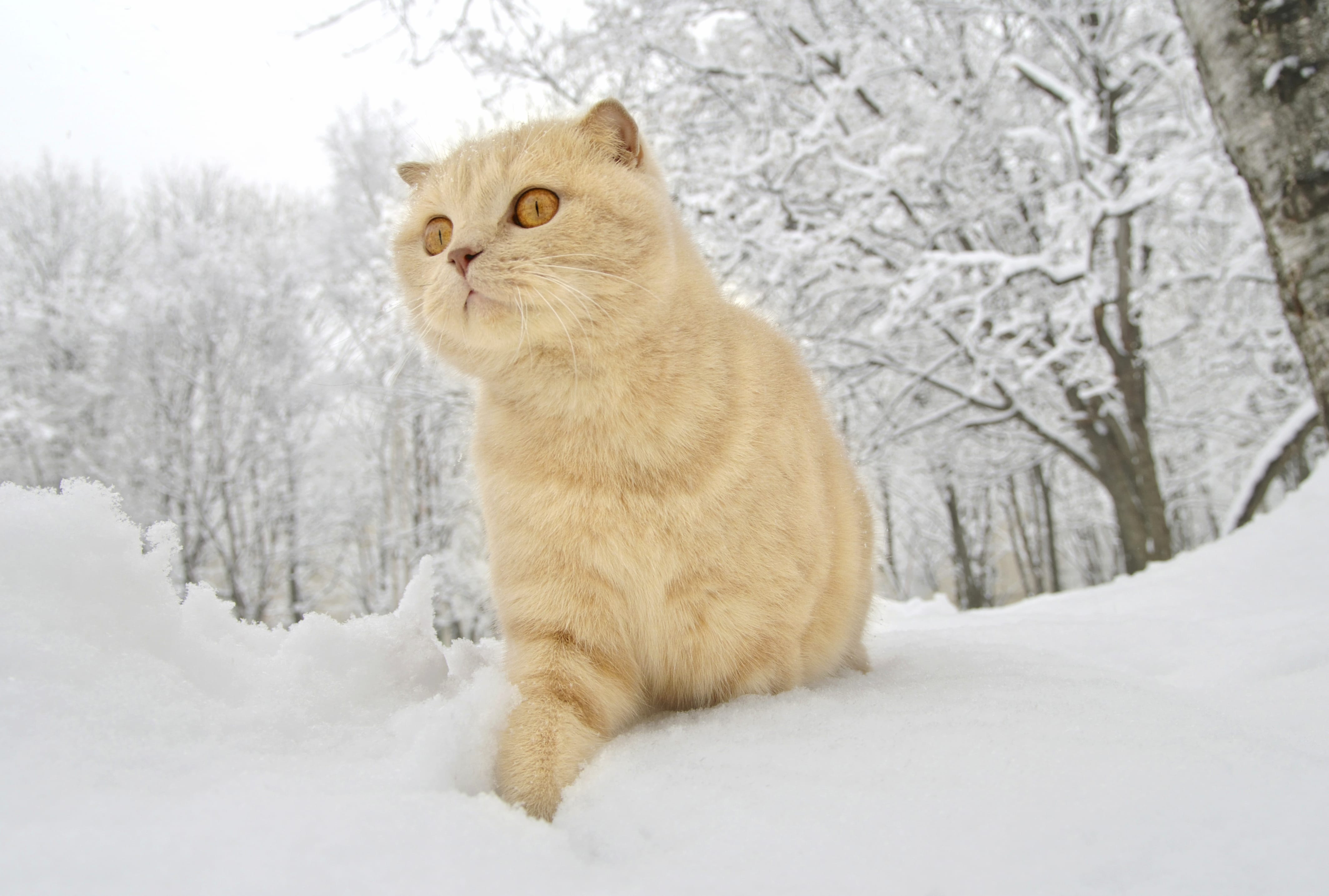 Snow Winter Animal Cat wallpapers HD quality