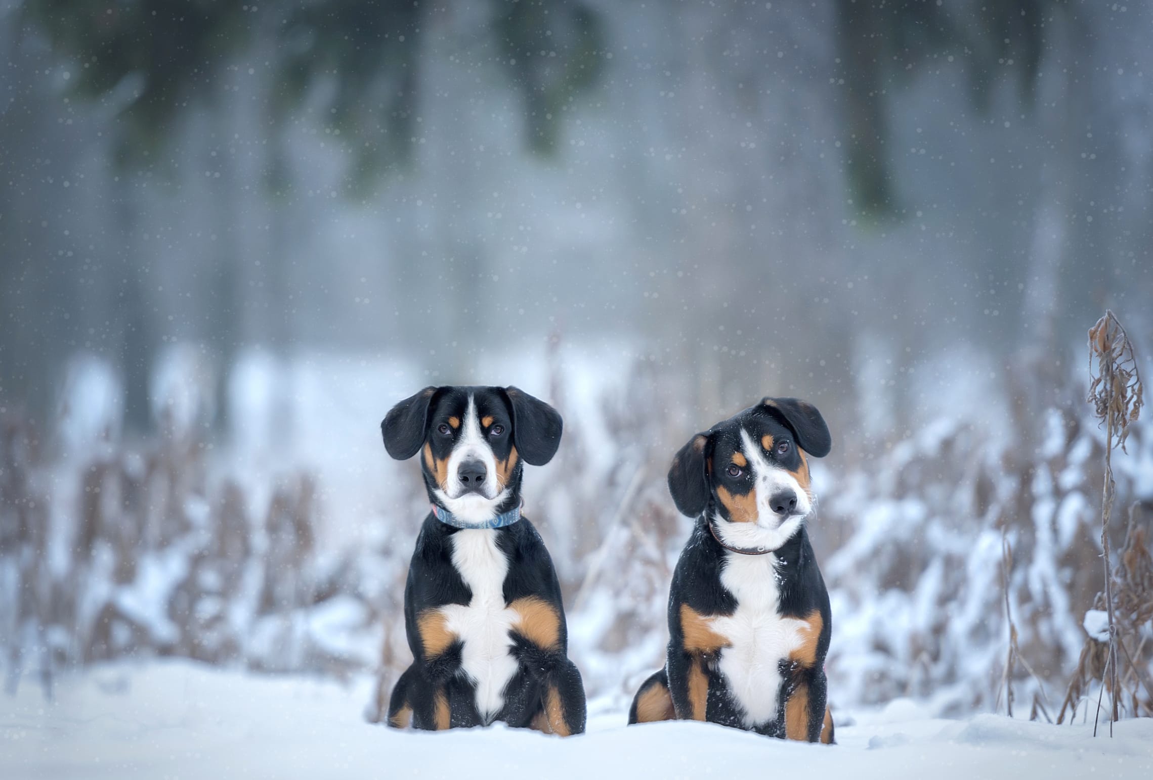 Snow Winter Dog Animal Sennenhund wallpapers HD quality