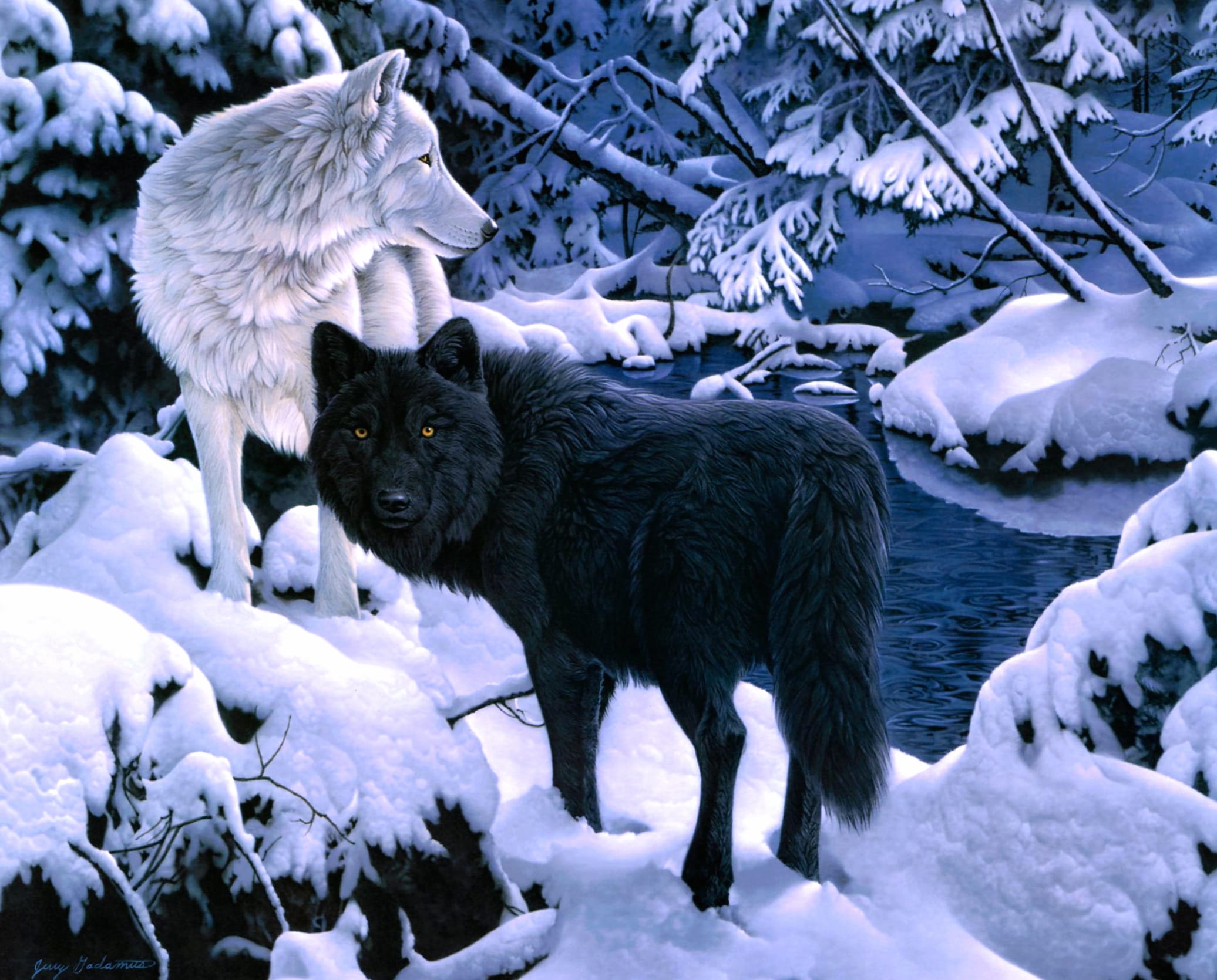 Snow Wolves Winter wallpapers HD quality