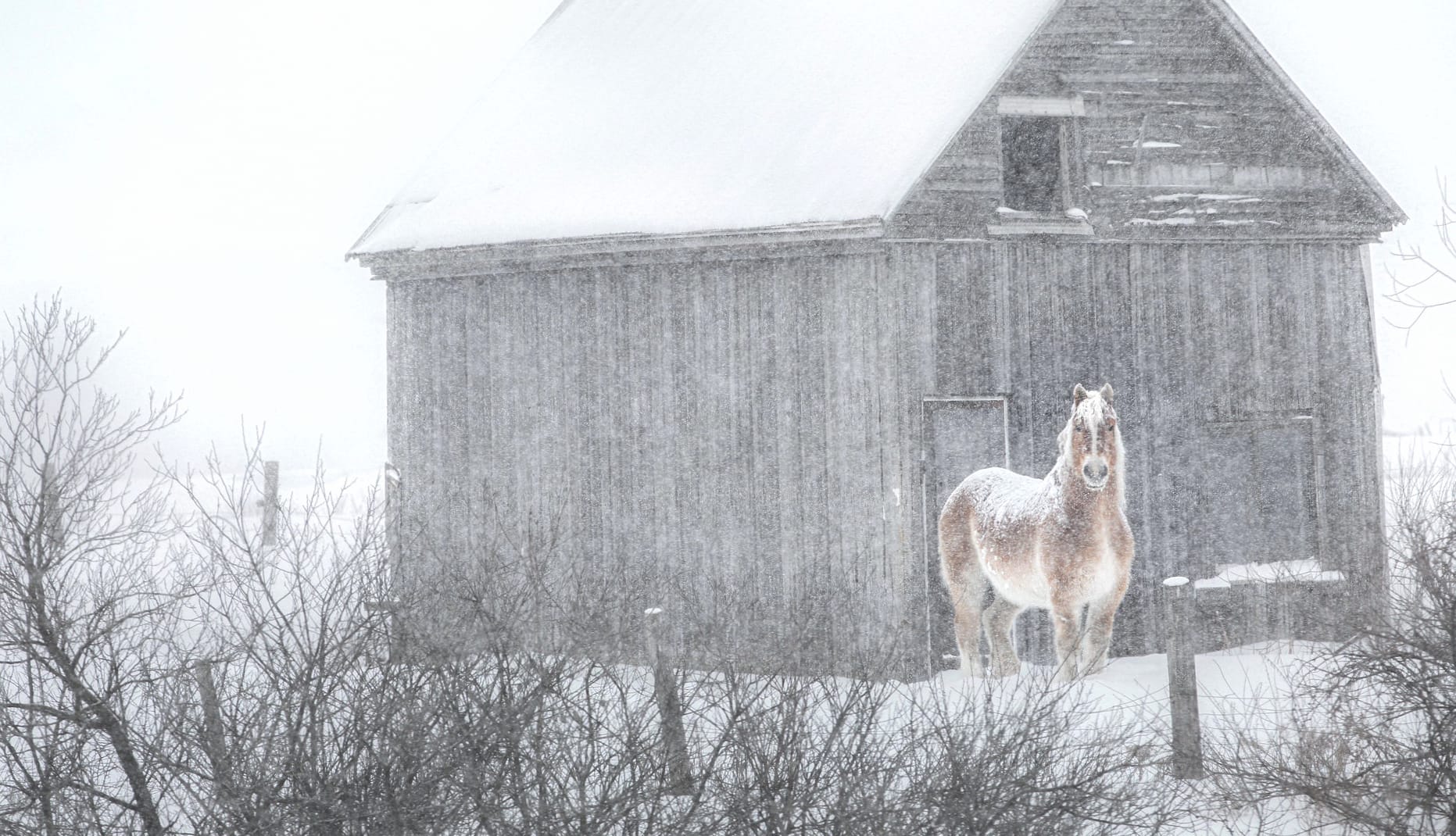 Snowfall Winter Animal Horse wallpapers HD quality