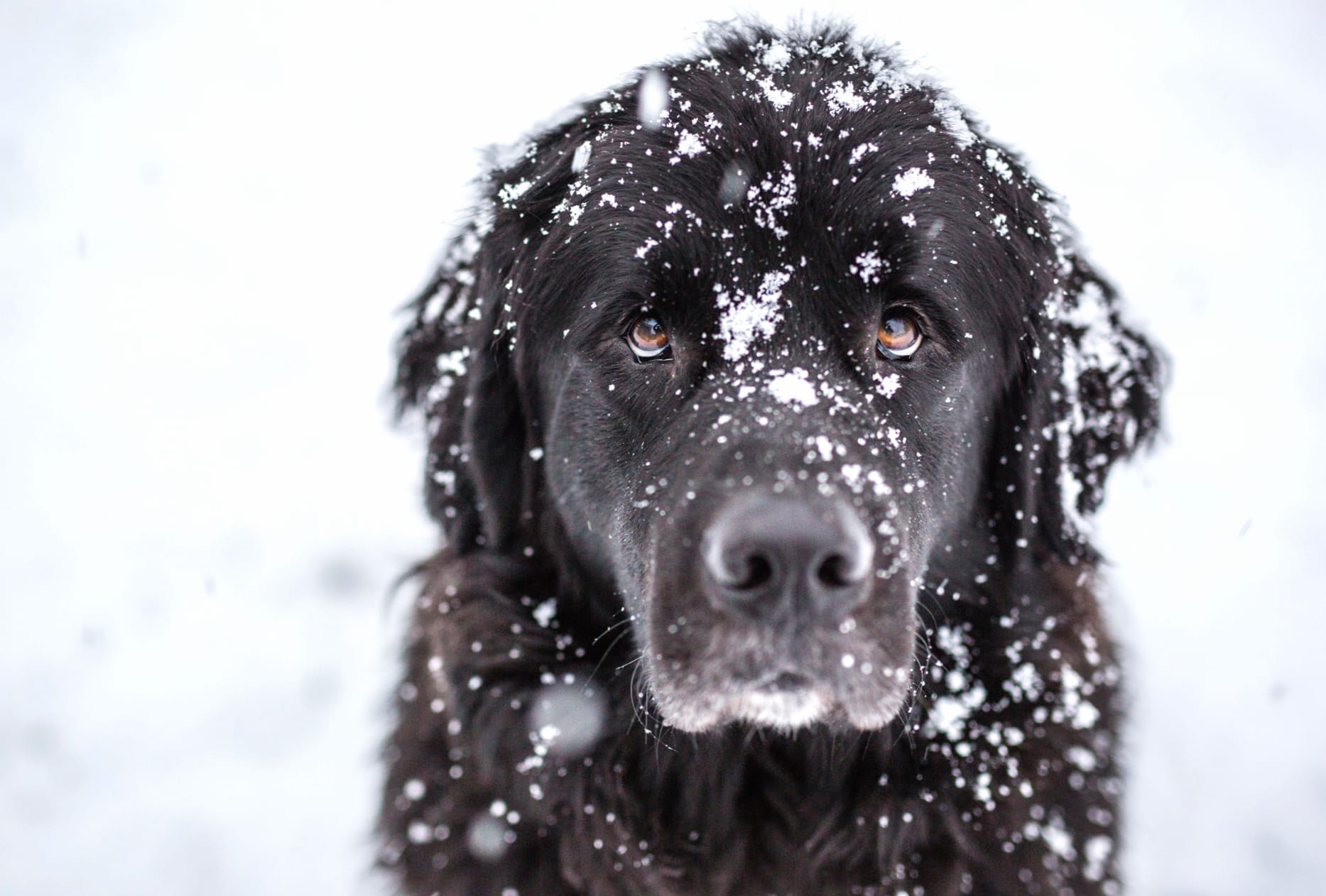 Snowy Adventure of a Dog wallpapers HD quality